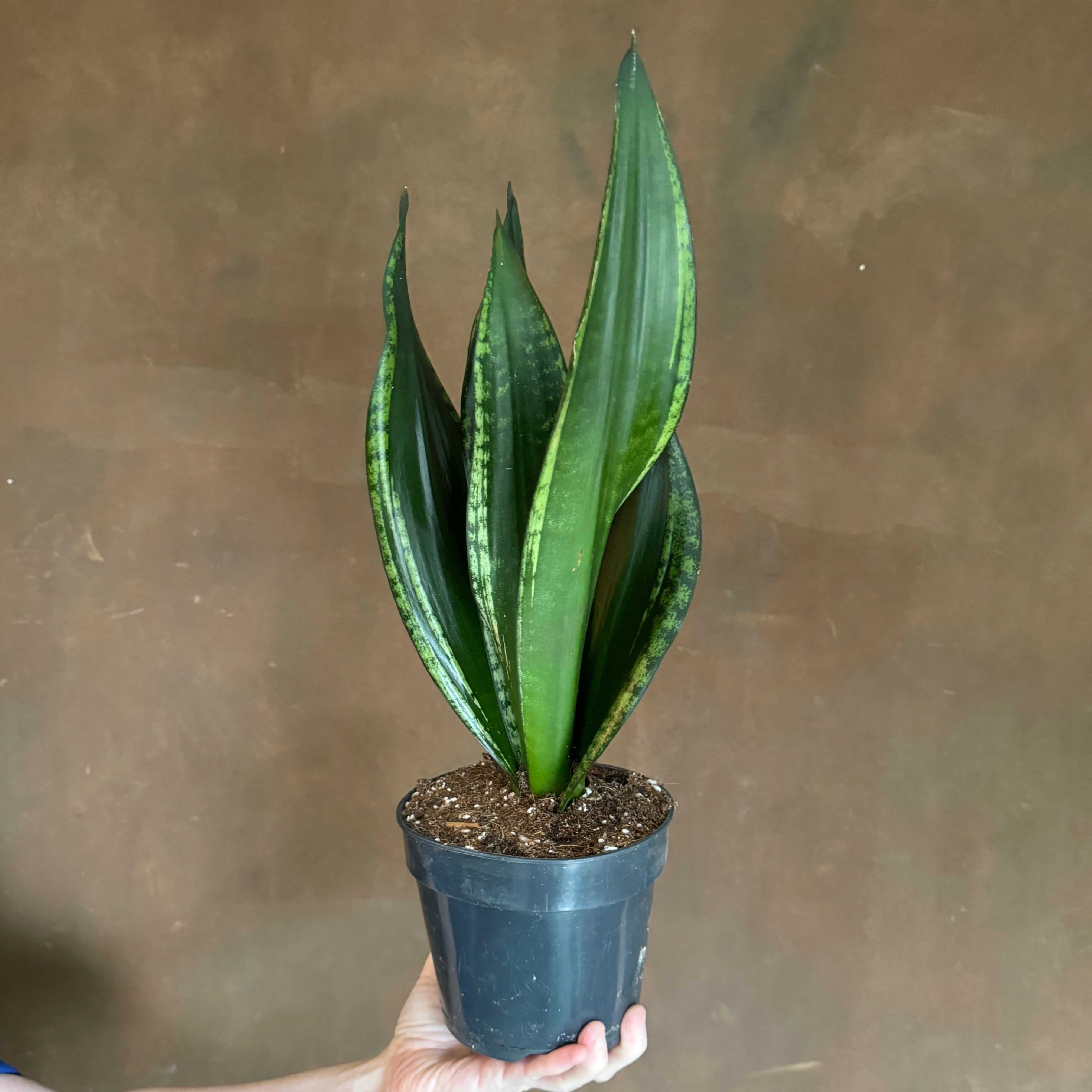 Sansevieria ‘Grey Stripe’ (15cm pot)