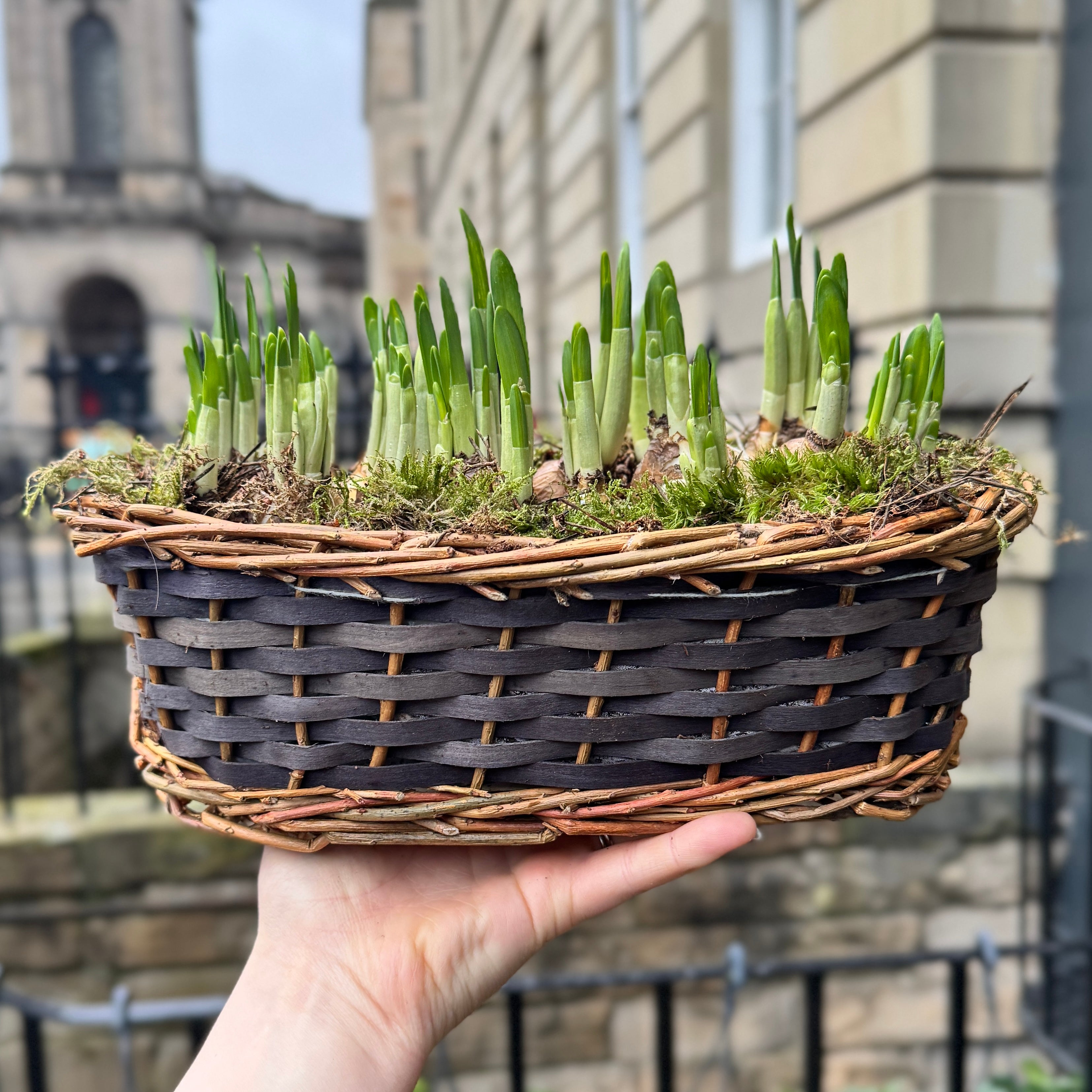 Narcissus ‘Tête-à-tête’ Basket – Spring Bulb Arrangement