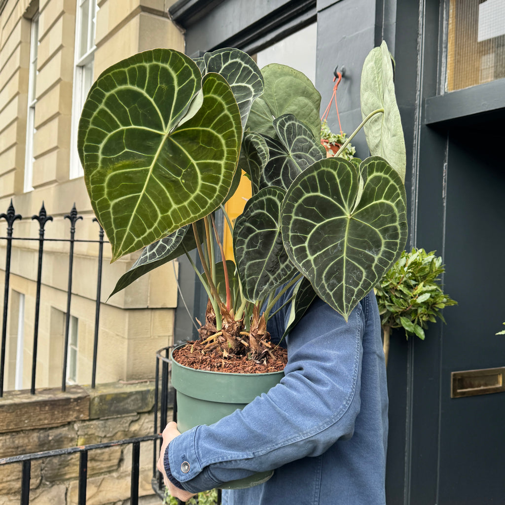 Anthurium clarinervium (cm pot)  grow urban. Edinburgh