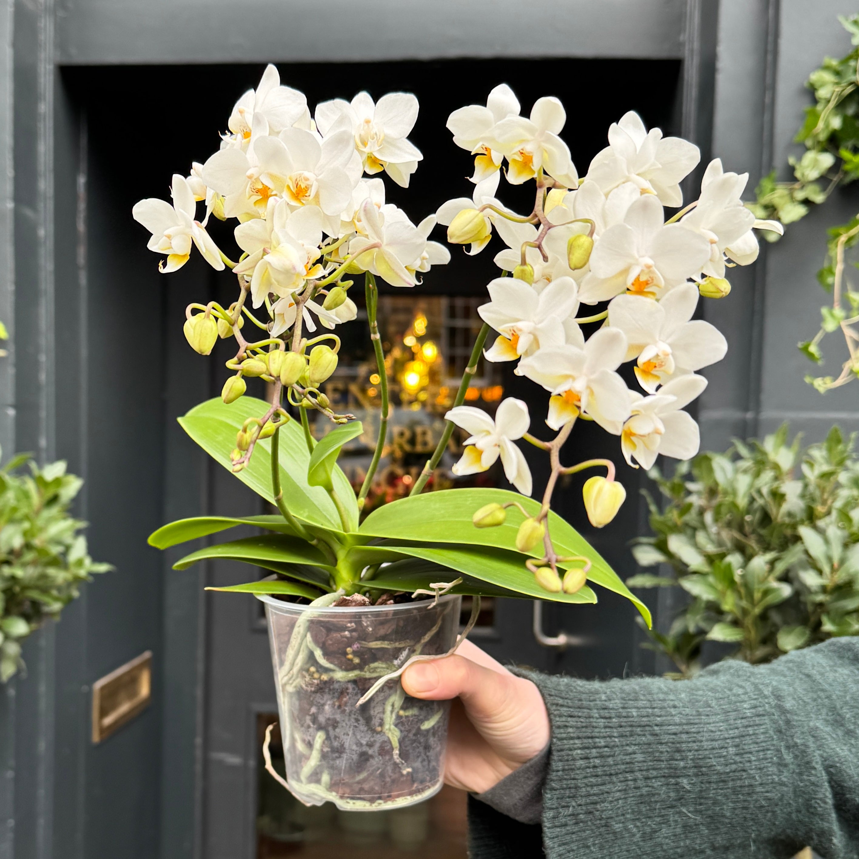 Phalaenopsis ‘Soft Cloud’ | 4+ Stems