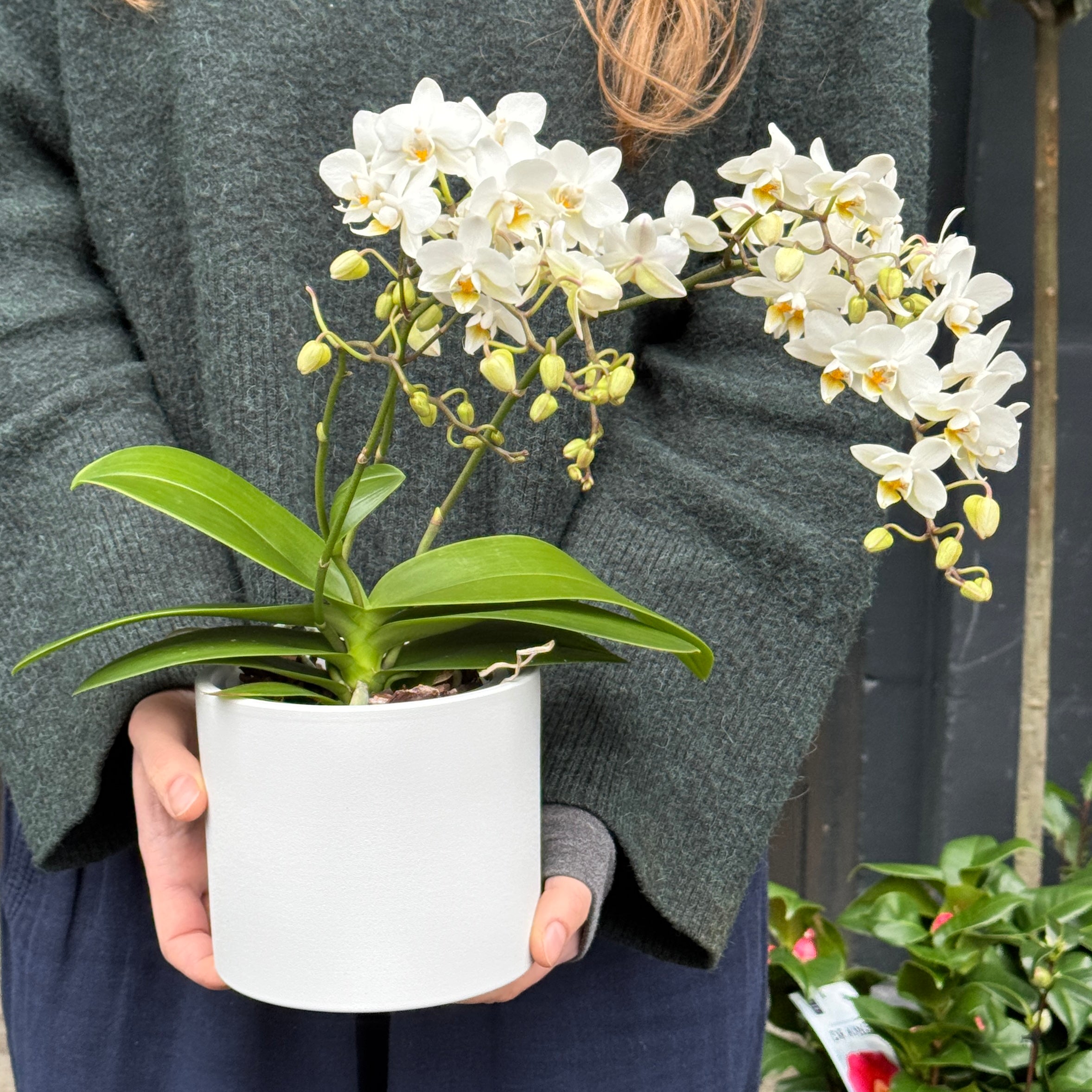 Phalaenopsis ‘Soft Cloud’ | 4+ Stems