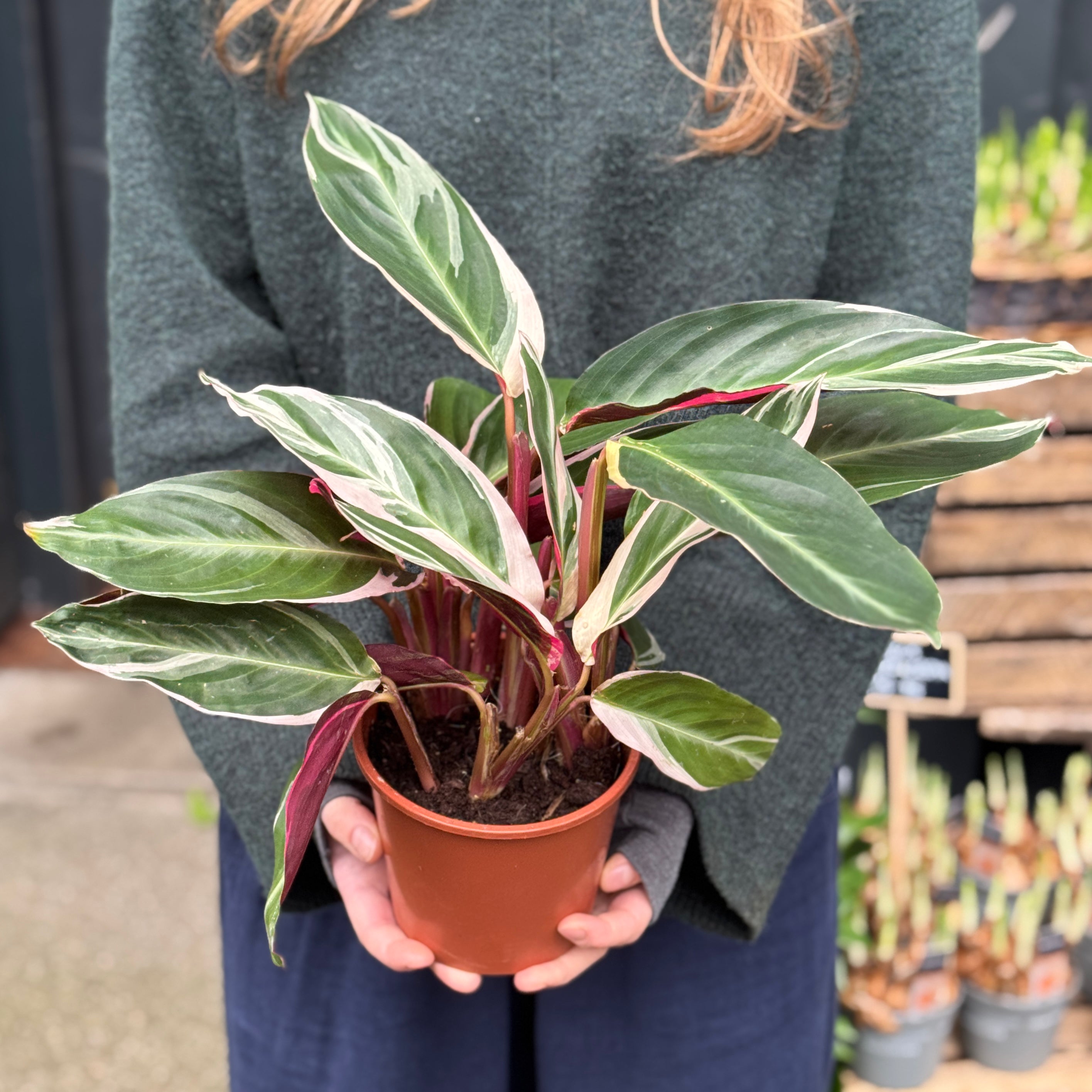 Stromanthe ‘Triostar’
