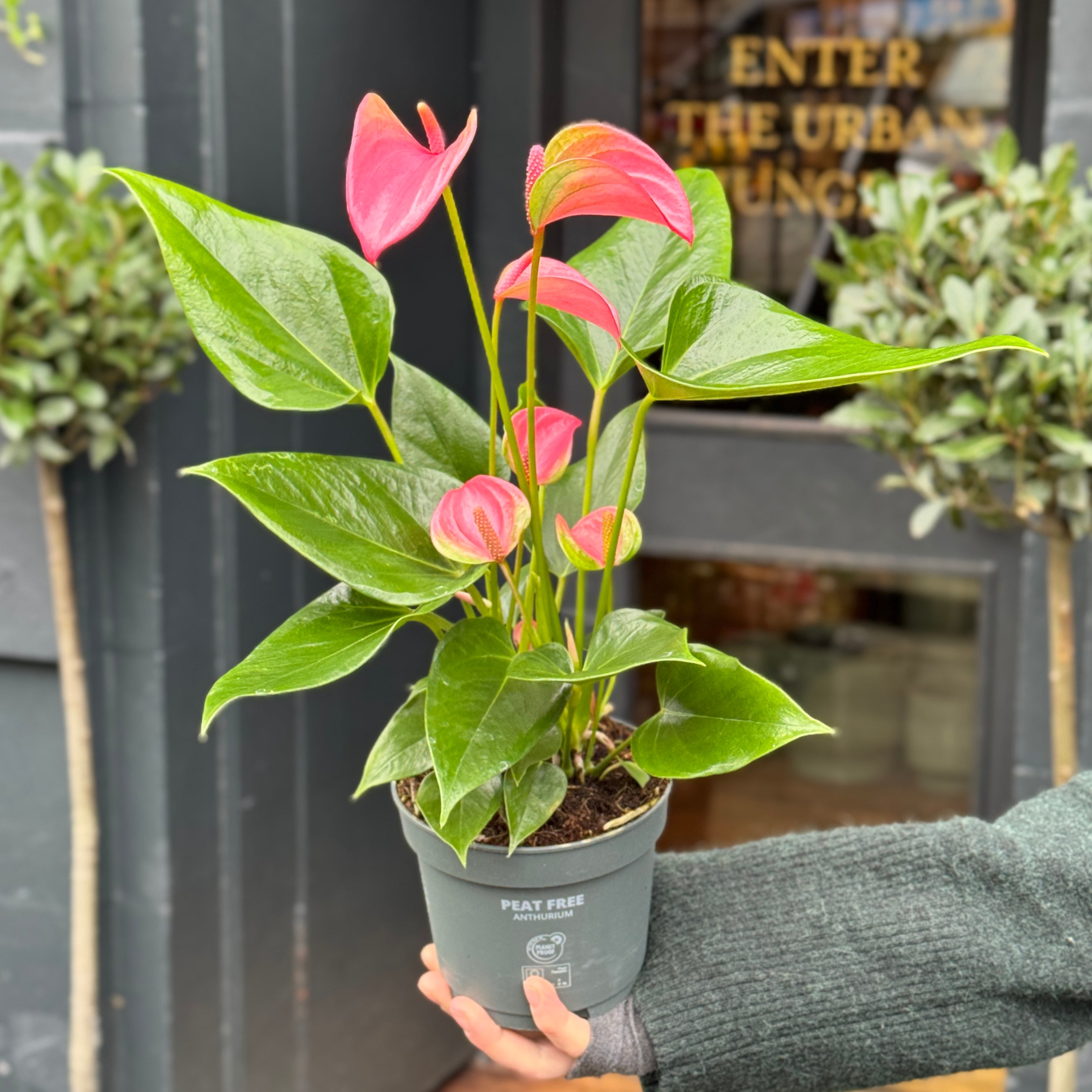 Anthurium 'Joli Pink' | Flamingo Flower