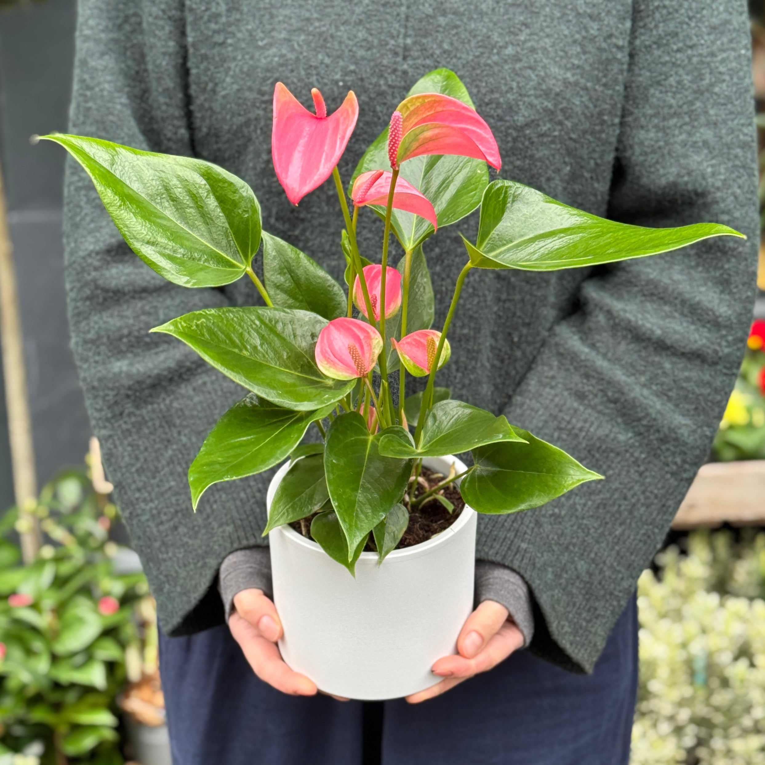 Anthurium ‘Joli Pink’