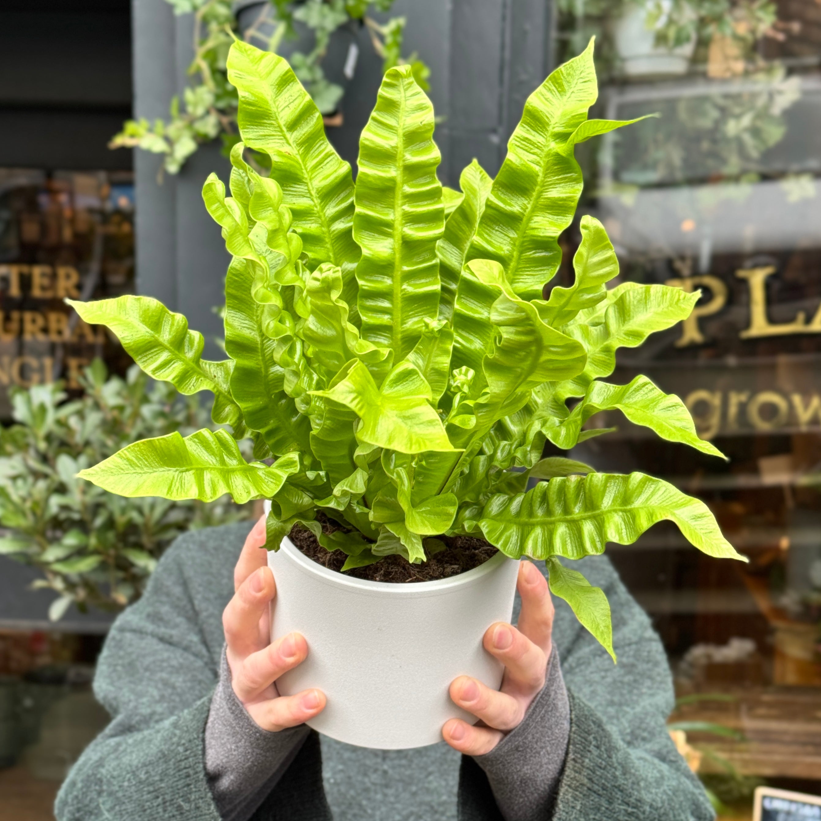Asplenium ‘Crispy Wave’
