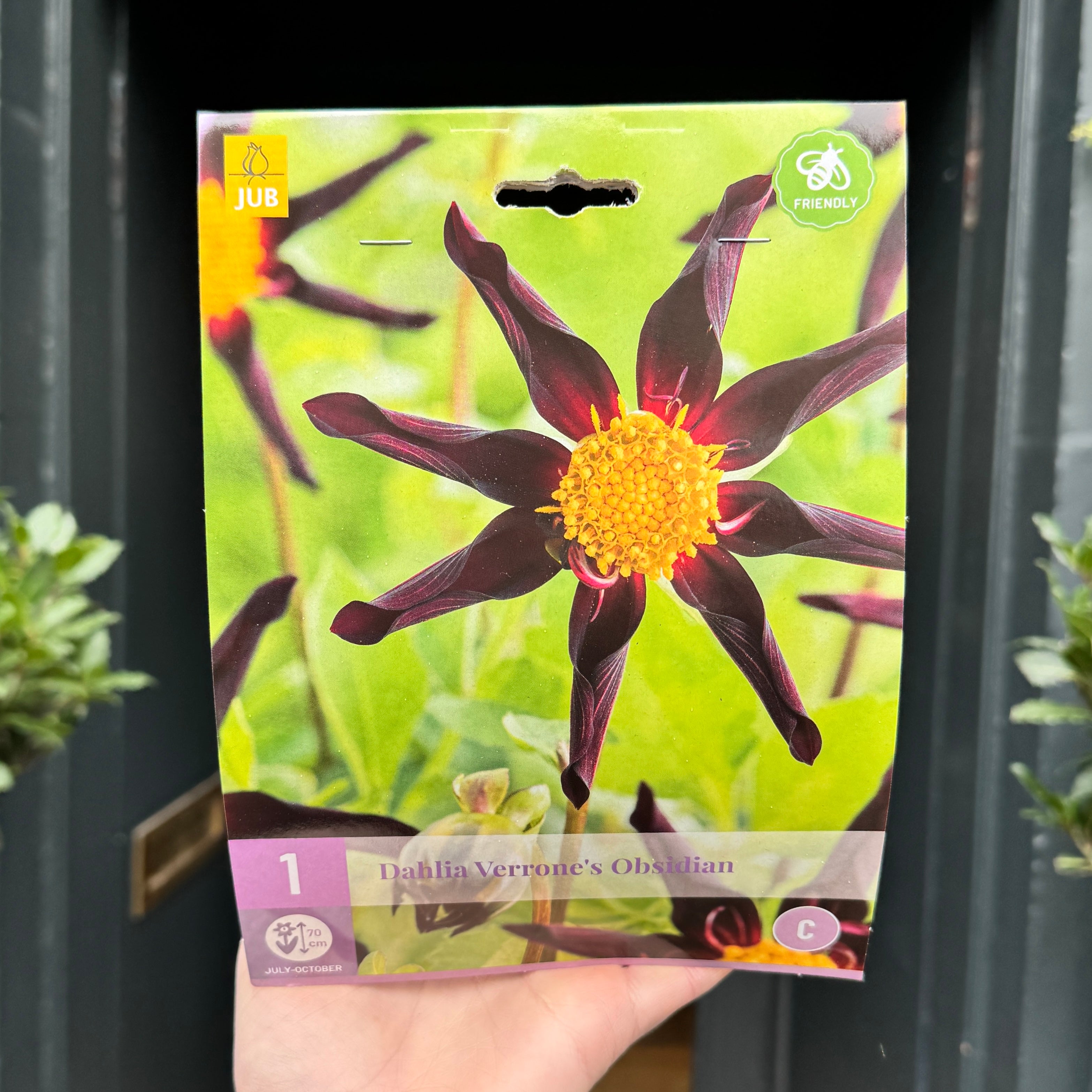 Dahlia Tubers