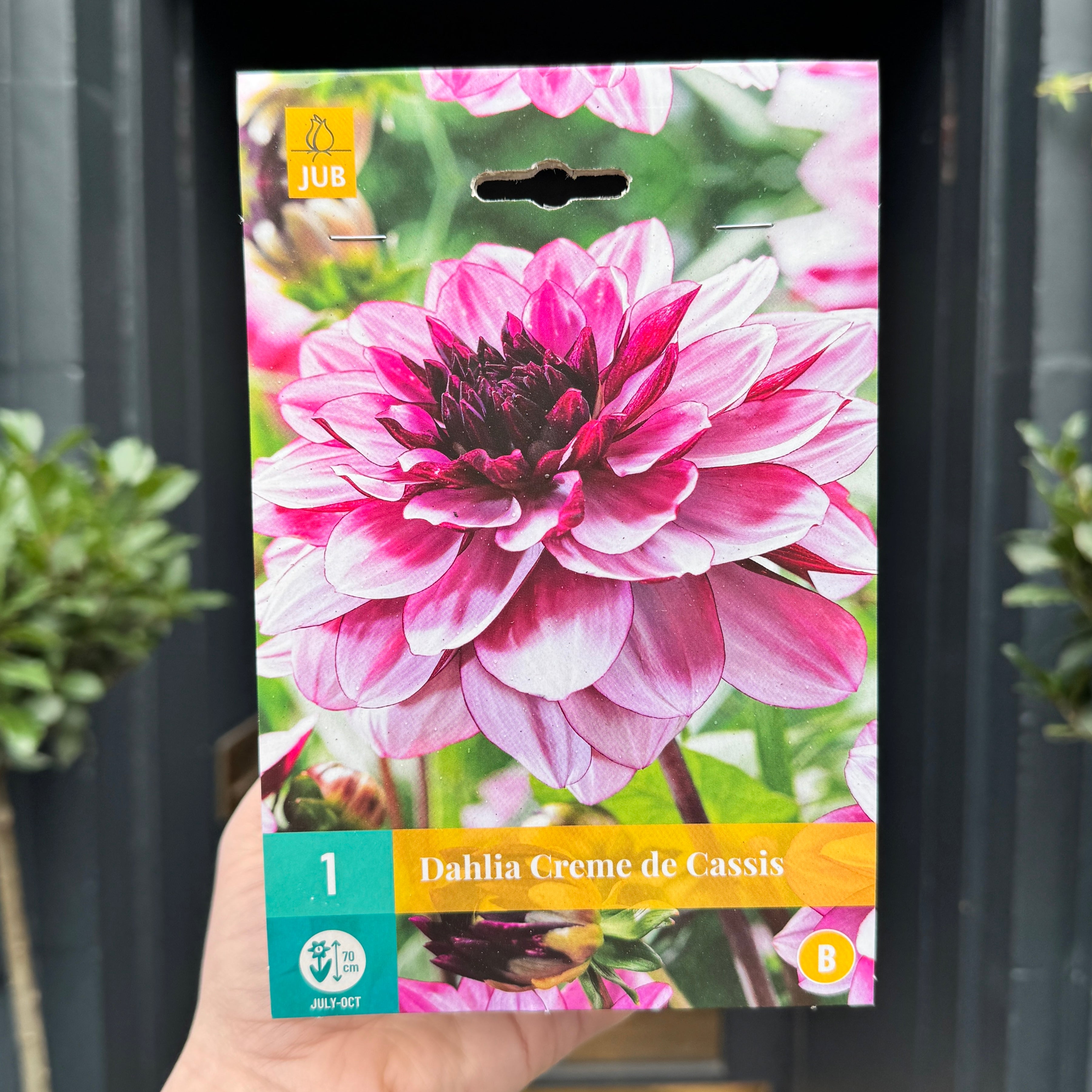 Dahlia Tubers