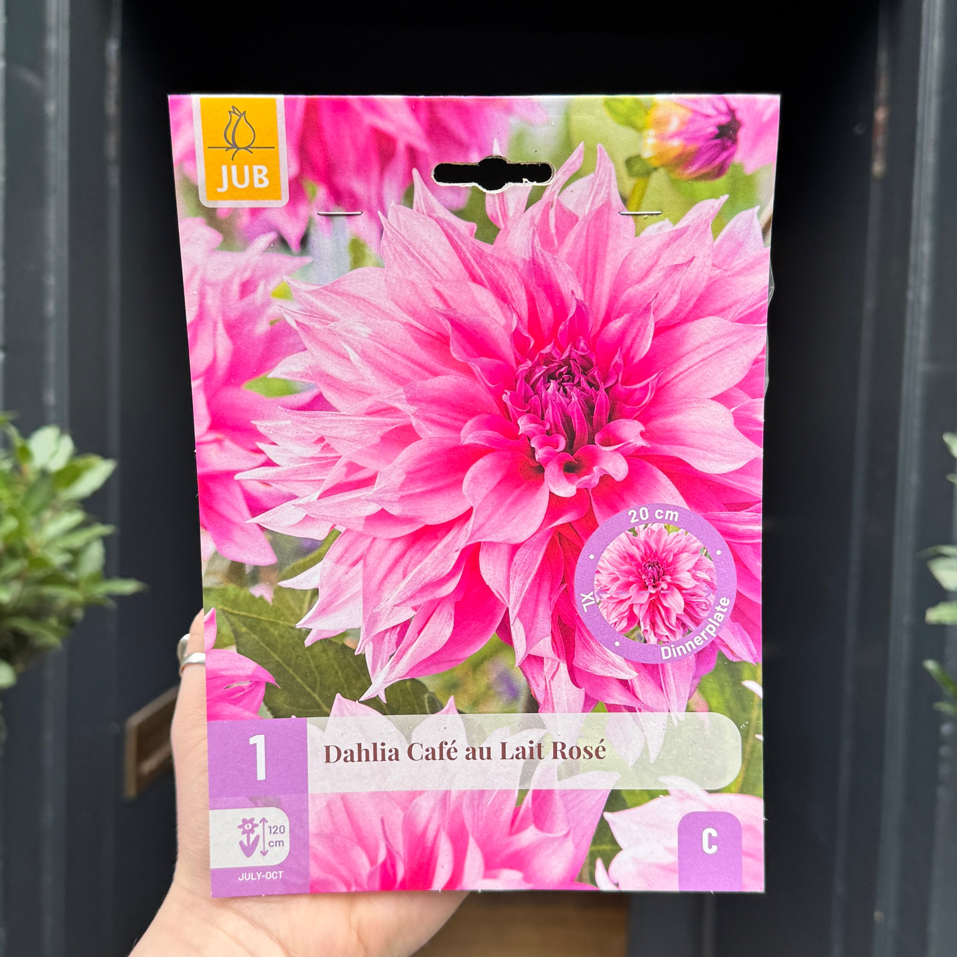 Dahlia Tubers