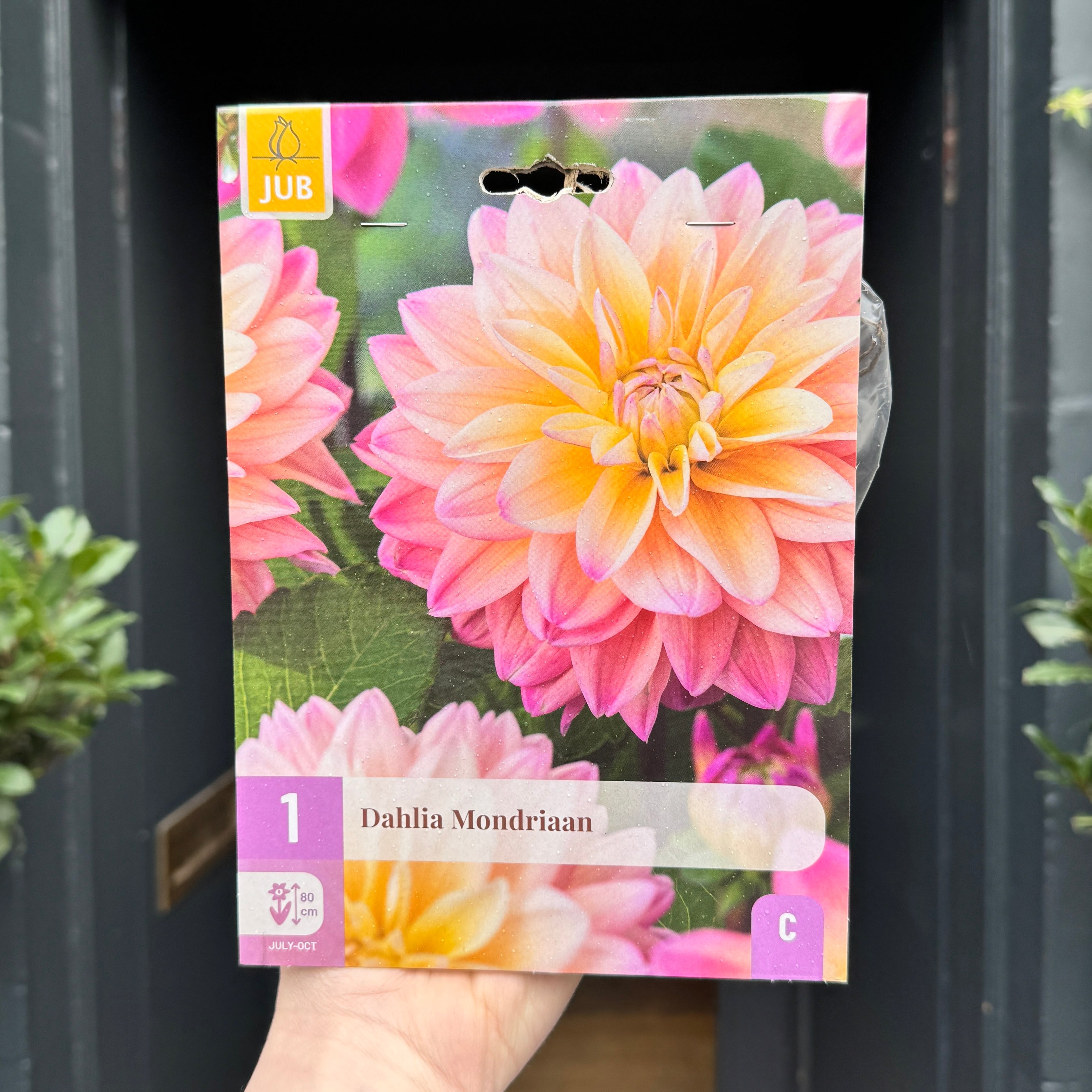 Dahlia Tubers