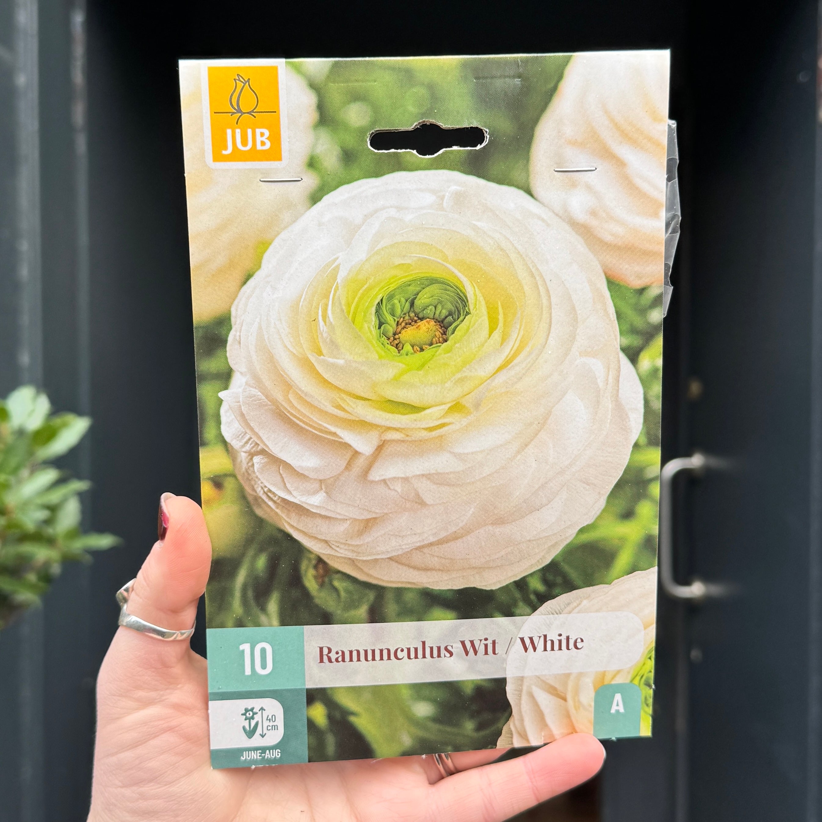 Ranunculus Bulbs