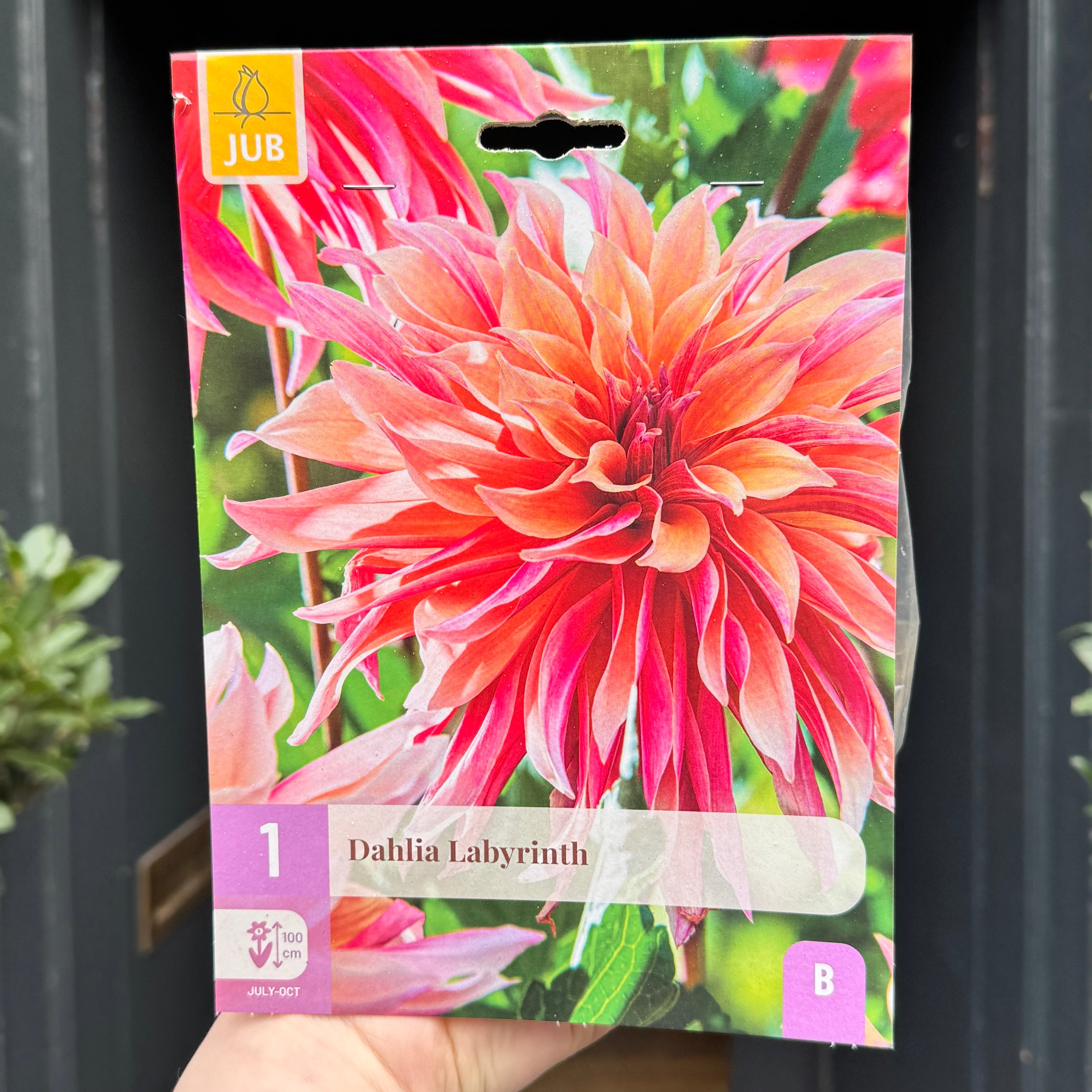 Dahlia Tubers