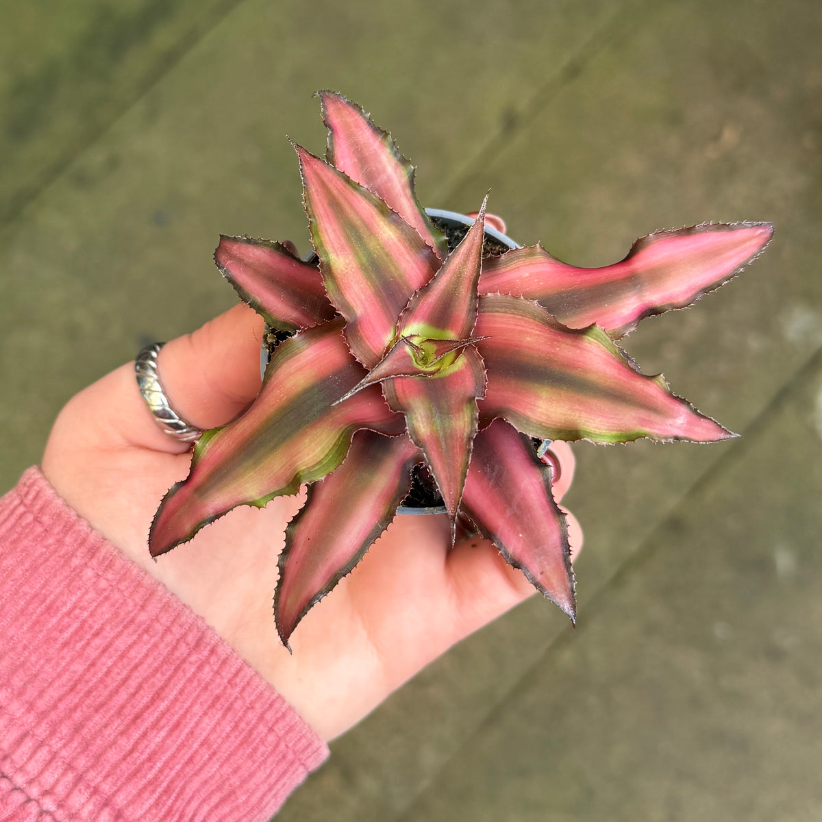 Cryptanthus 'Red Star’