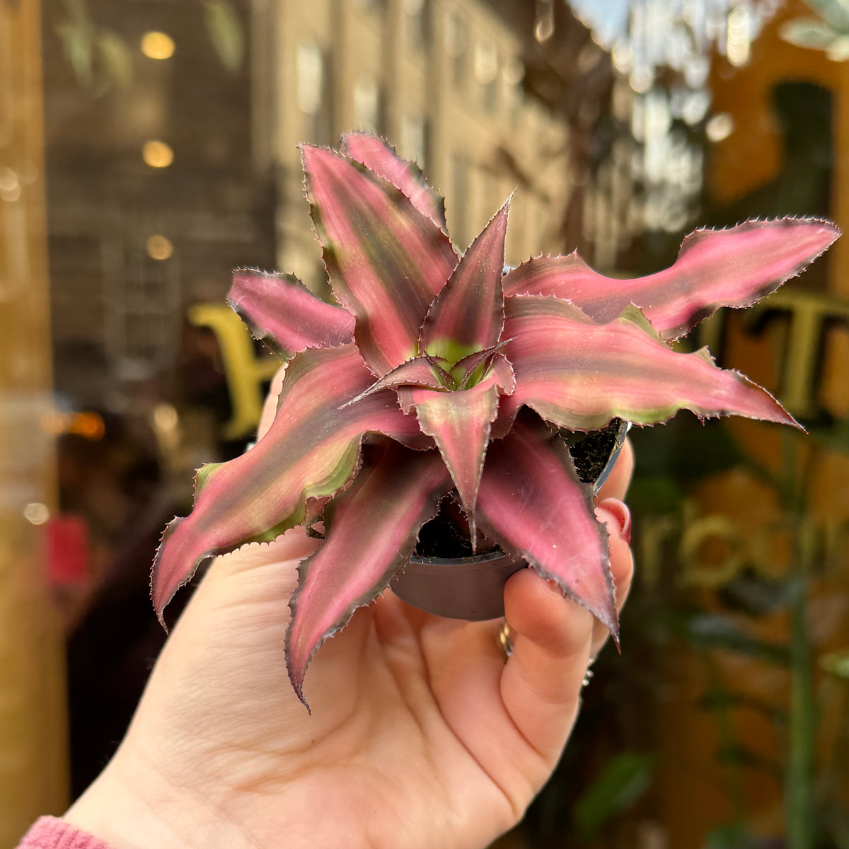 Cryptanthus 'Red Star’