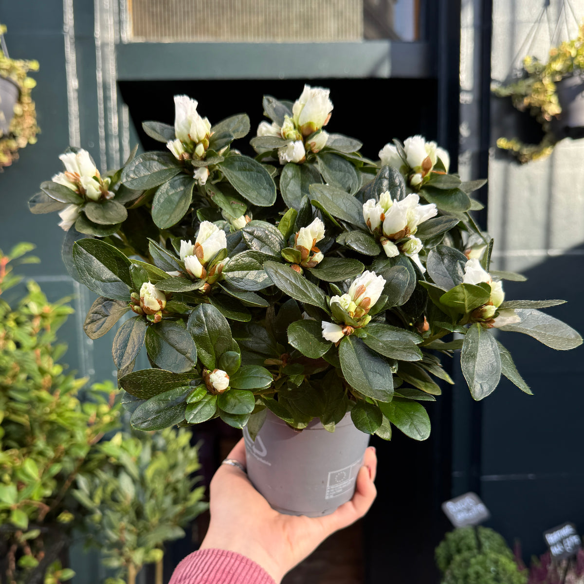 White Indoor Azalea