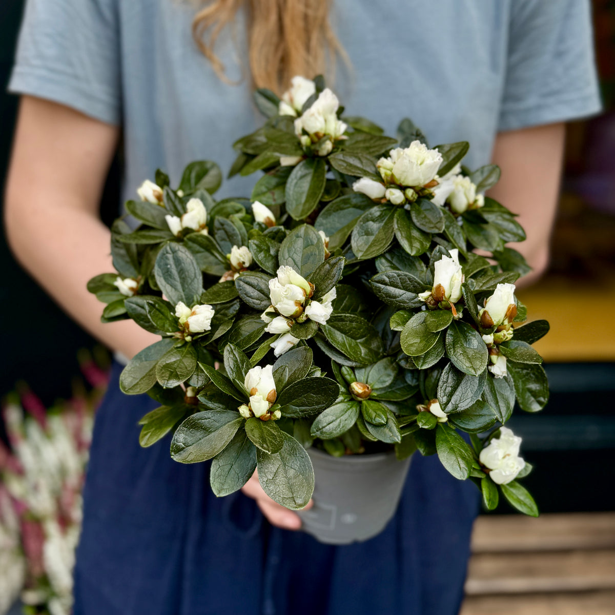 White Indoor Azalea