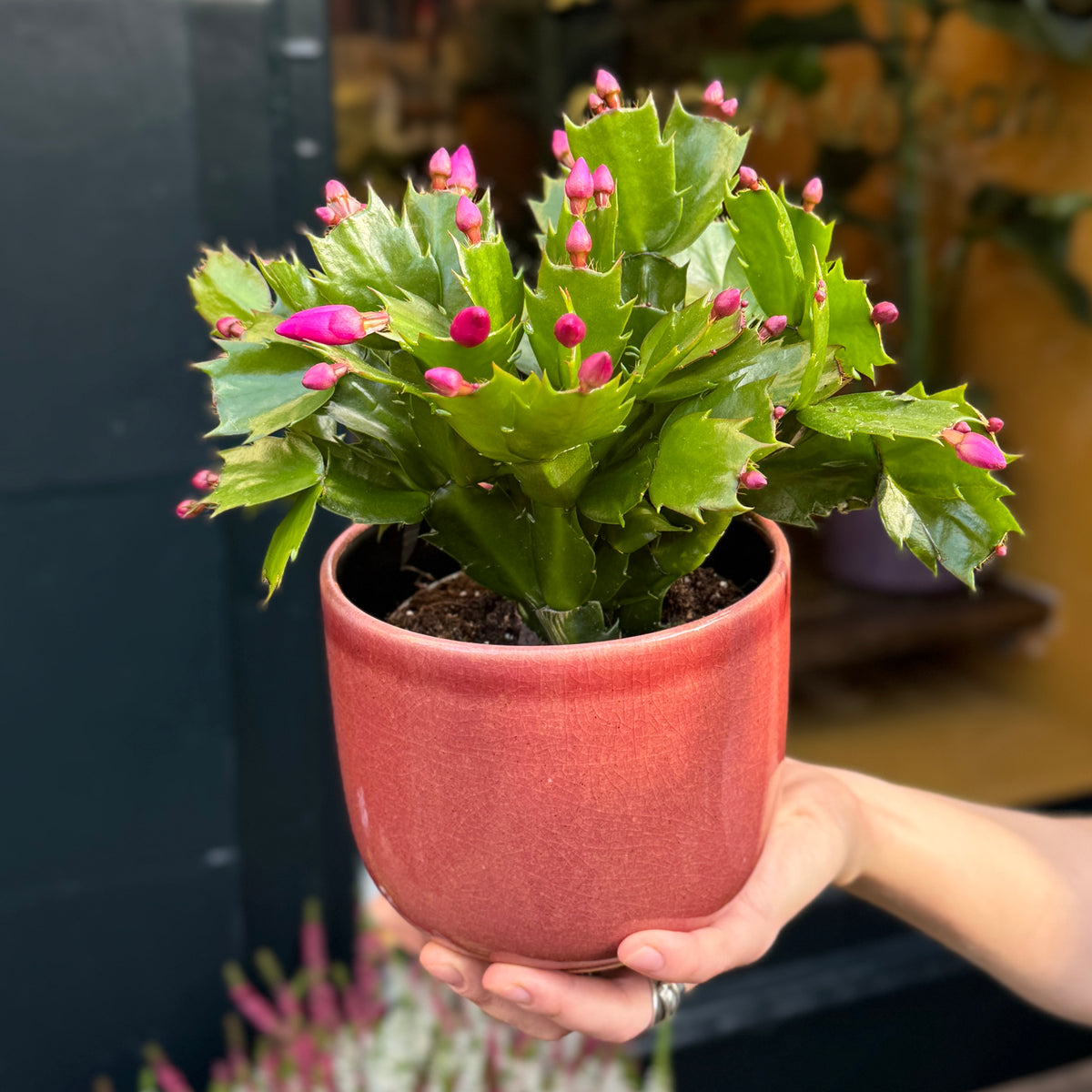 Schlumbergera 'Purple'