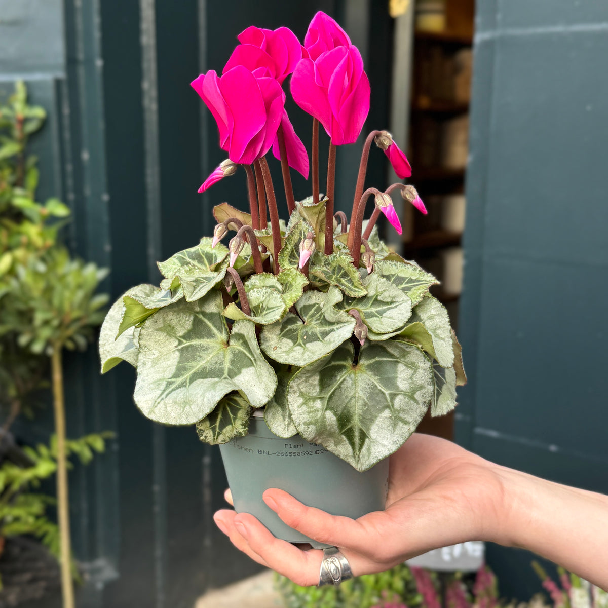 Cyclamen ‘Rembrandt’ Violet