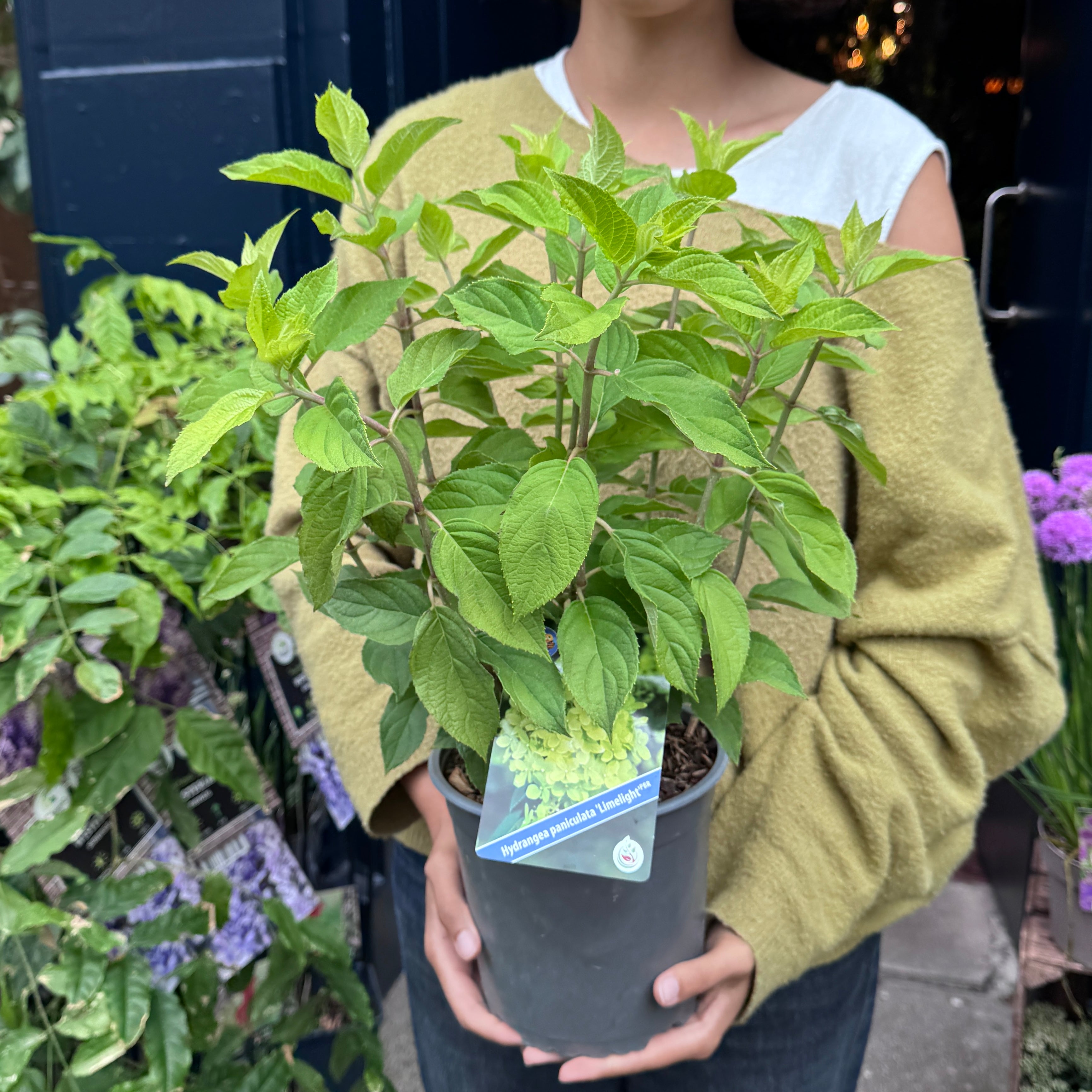 Hydrangea paniculata 'Limelight'