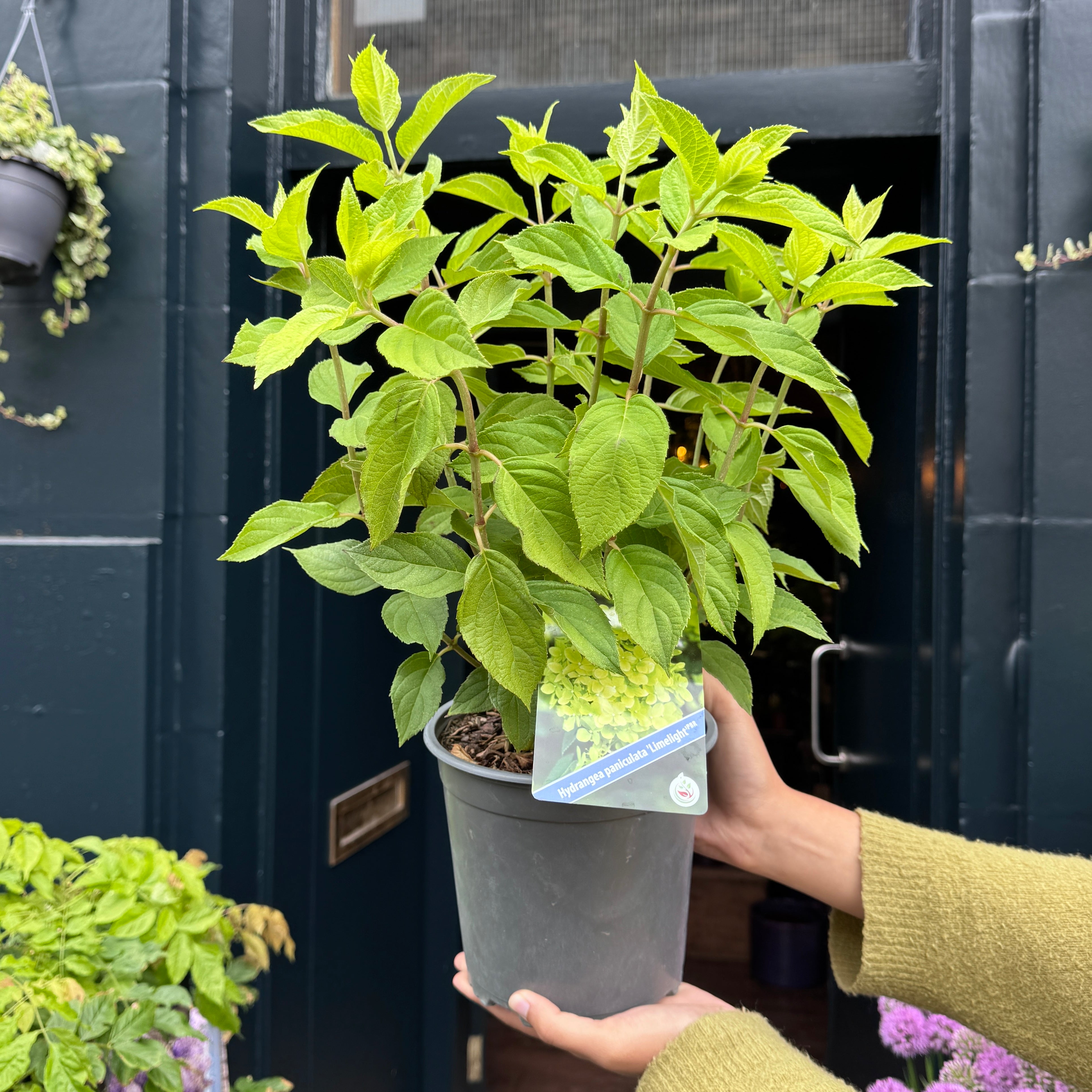 Hydrangea paniculata 'Limelight'