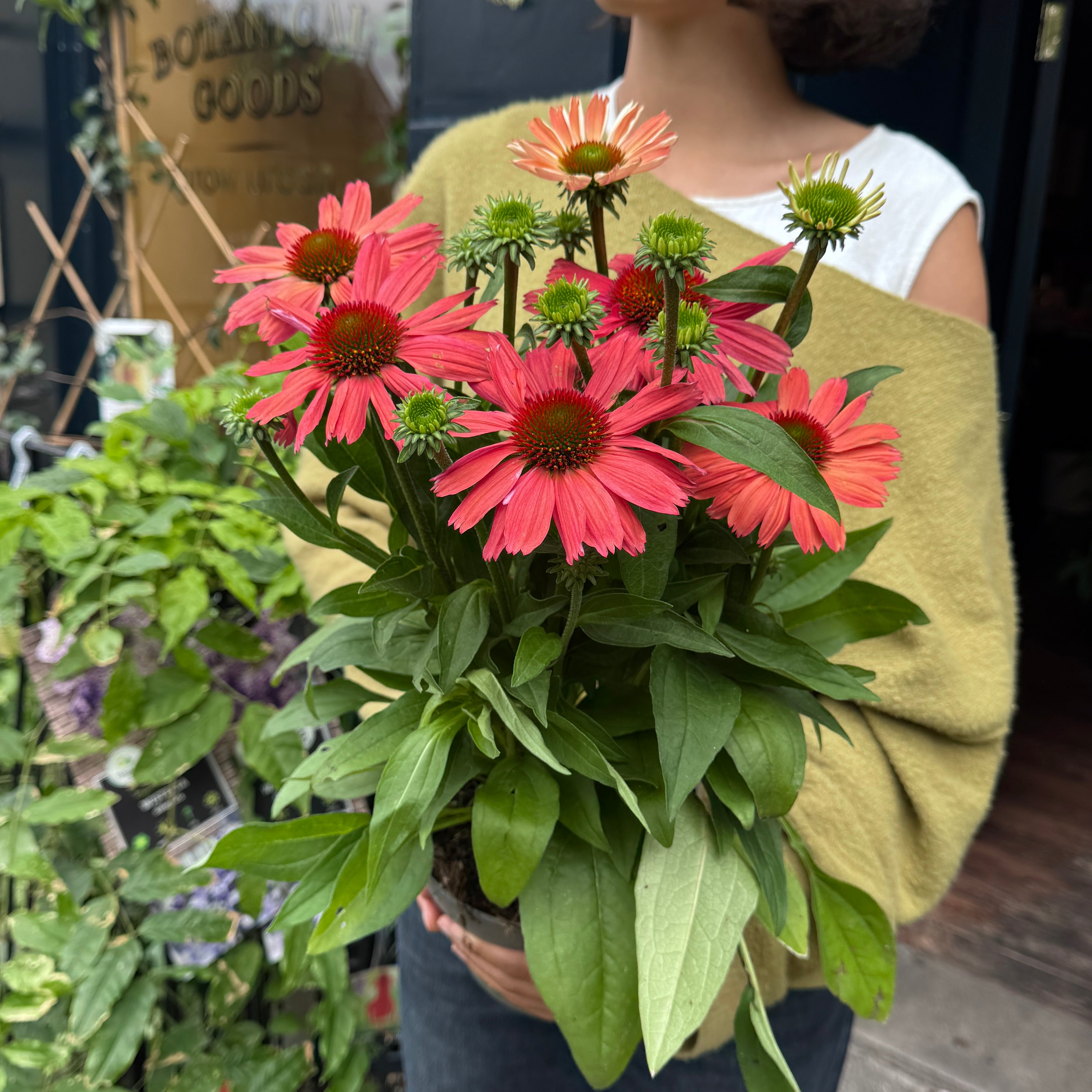 Echinacea 'SunMagic Watermelon'