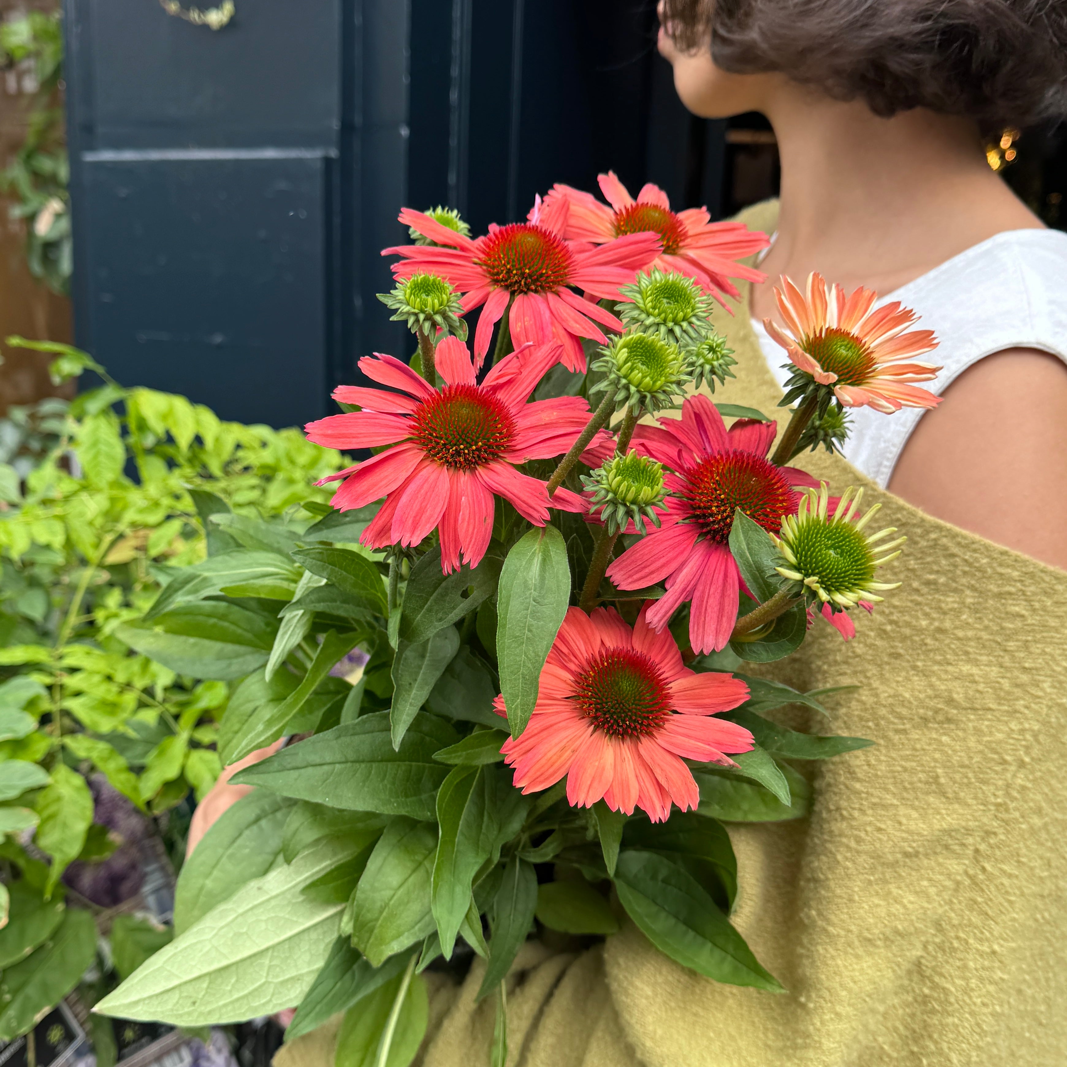 Echinacea 'SunMagic Watermelon'