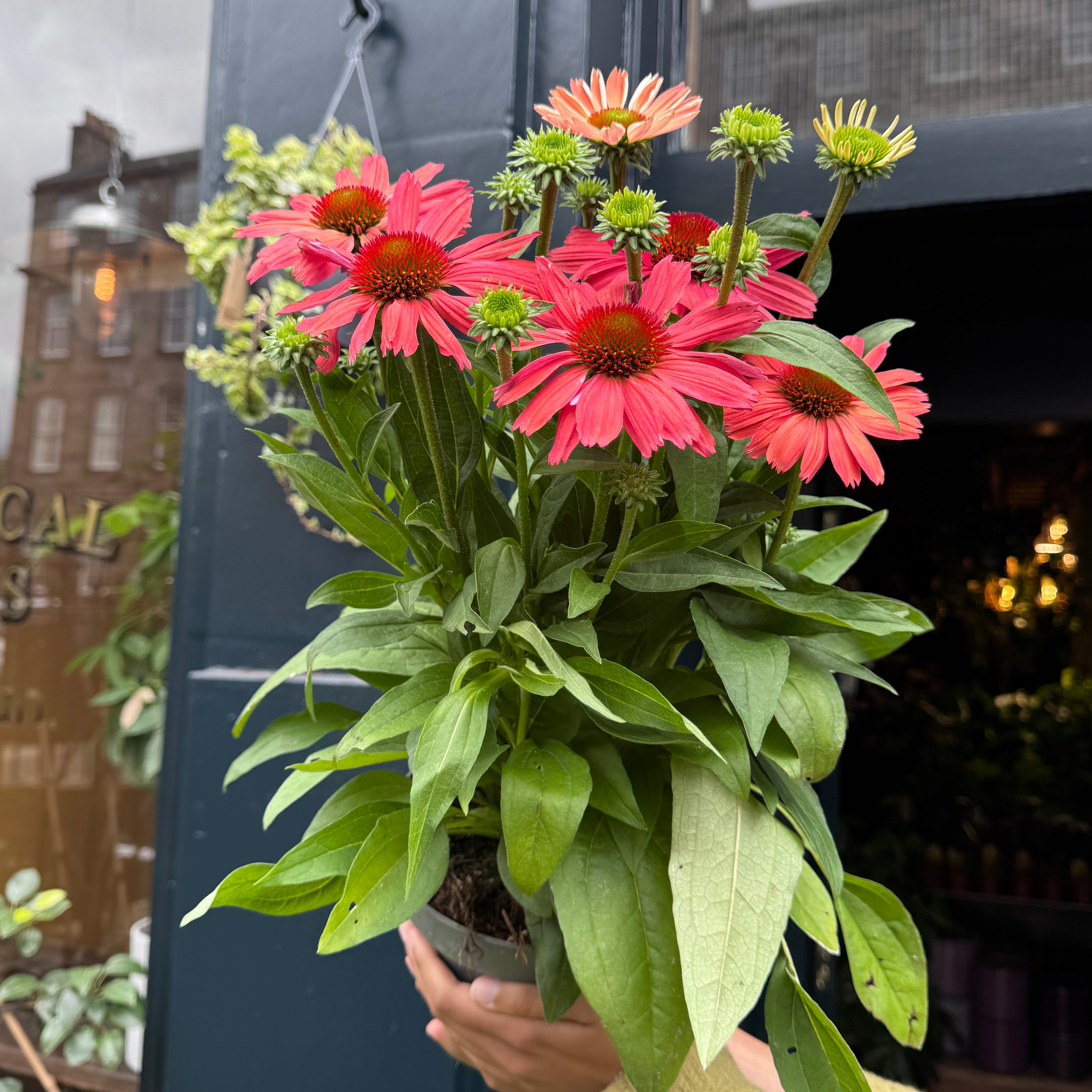 Echinacea 'SunMagic Watermelon'