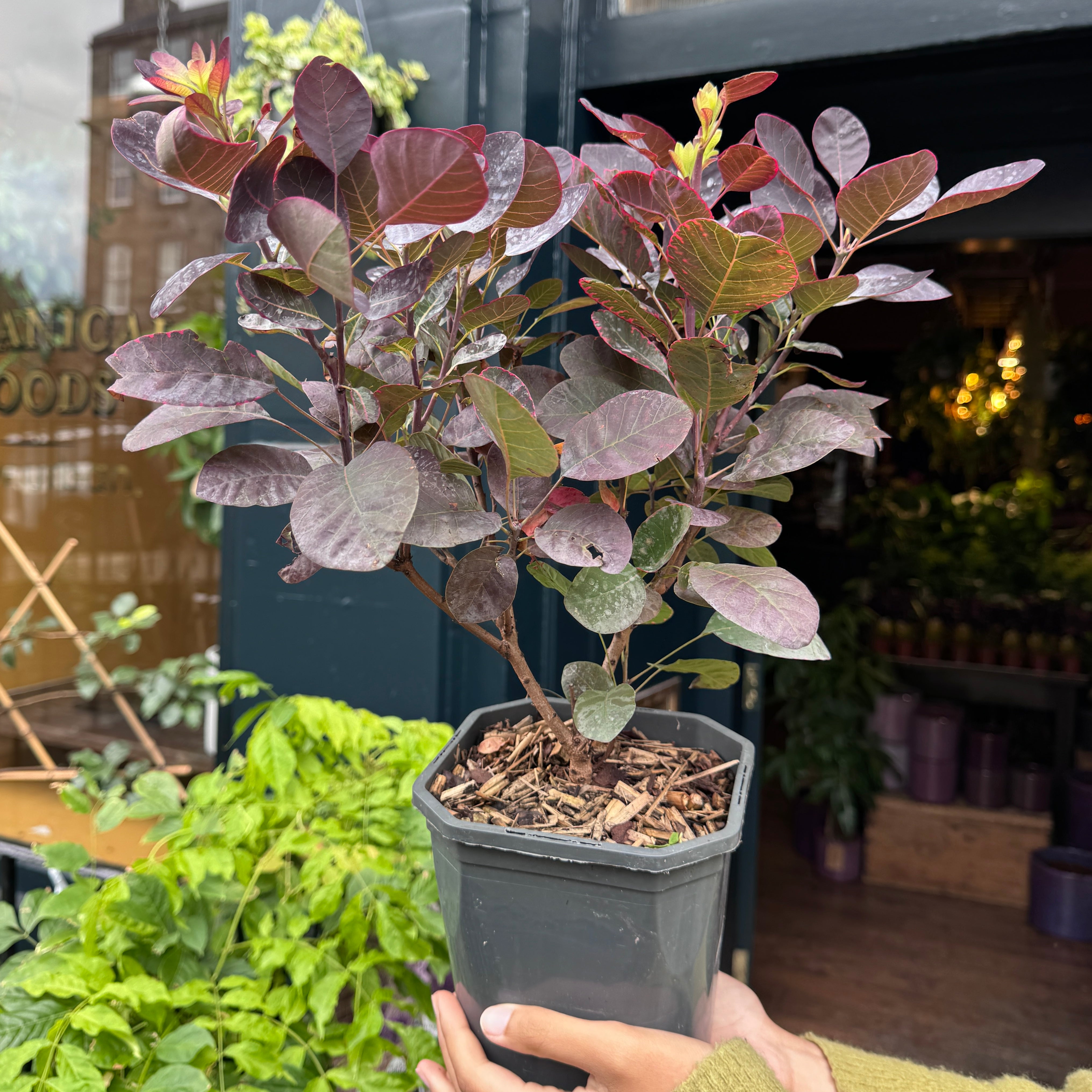 Cotinus coggygria 'Royal Purple'