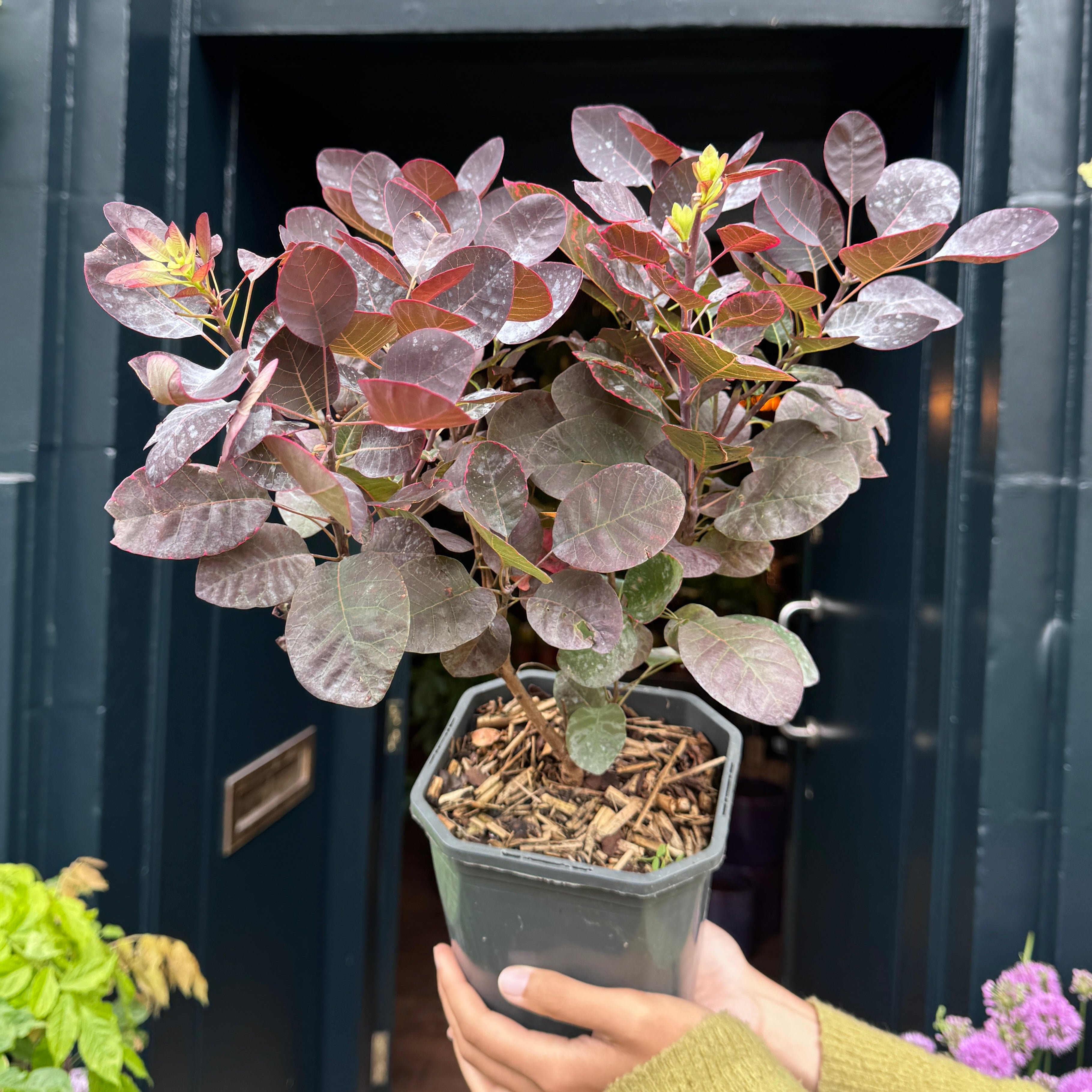 Cotinus coggygria 'Royal Purple'