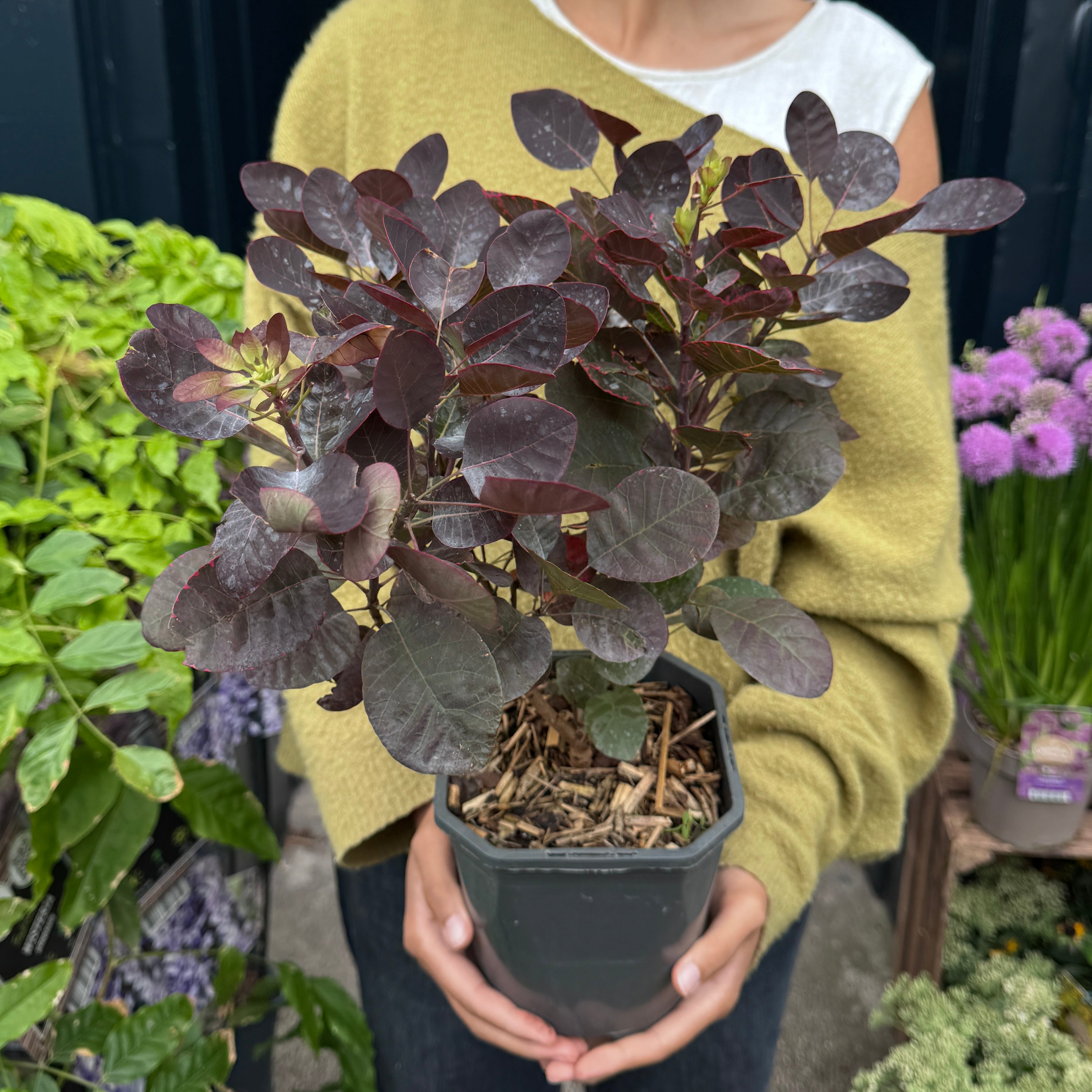 Cotinus coggygria 'Royal Purple'
