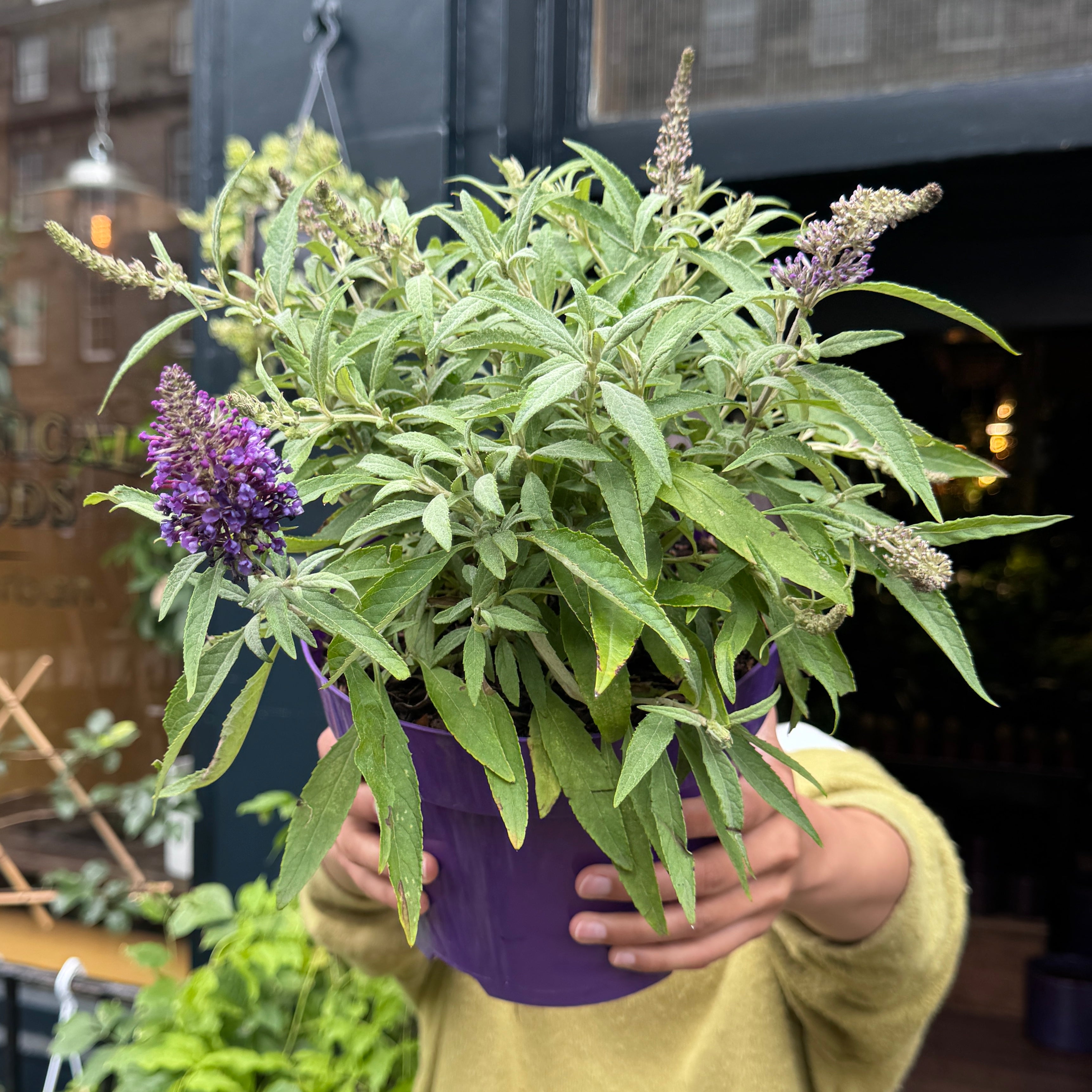 Buddleja Butterfly Candy Little Purple®