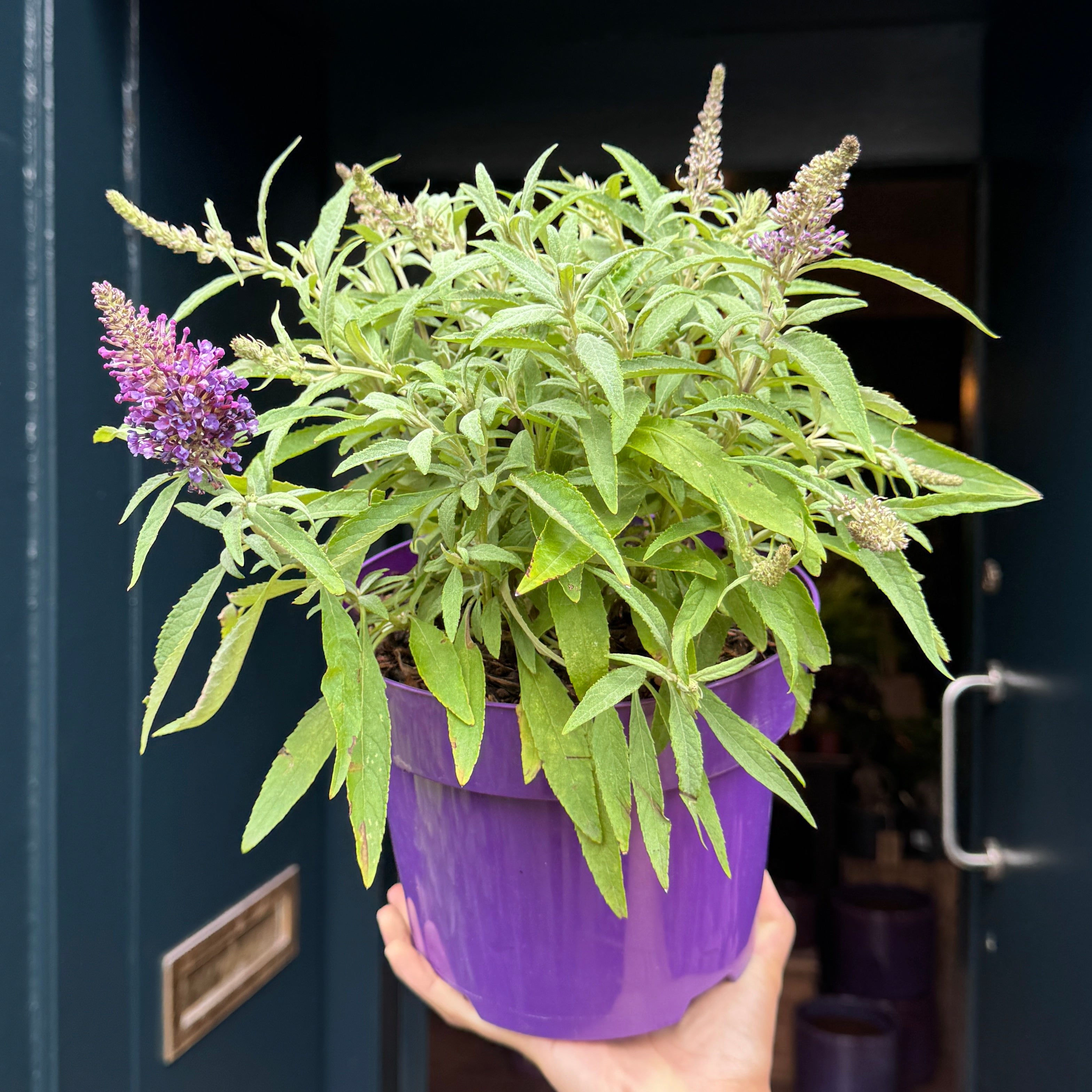 Buddleja Butterfly Candy Little Purple®