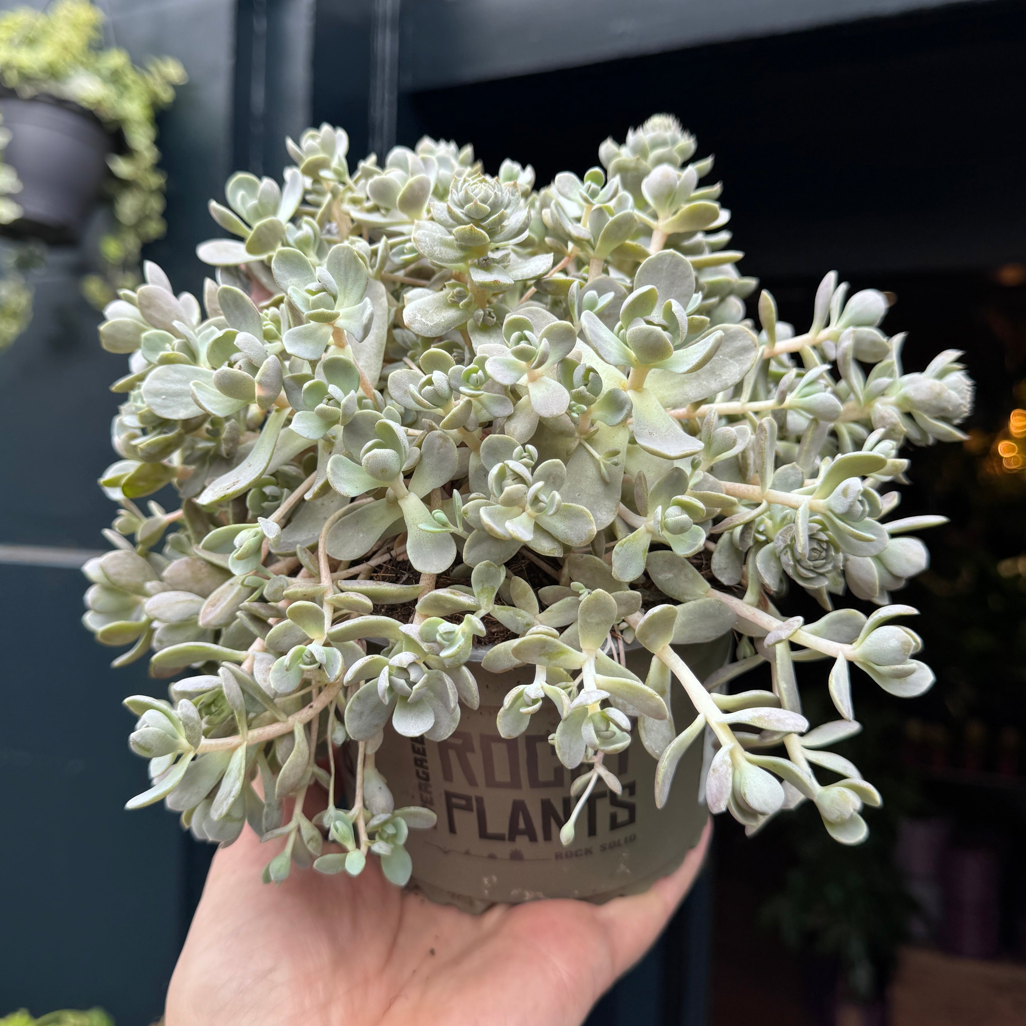 Orostachys iwarenge 'Chinese Hat'