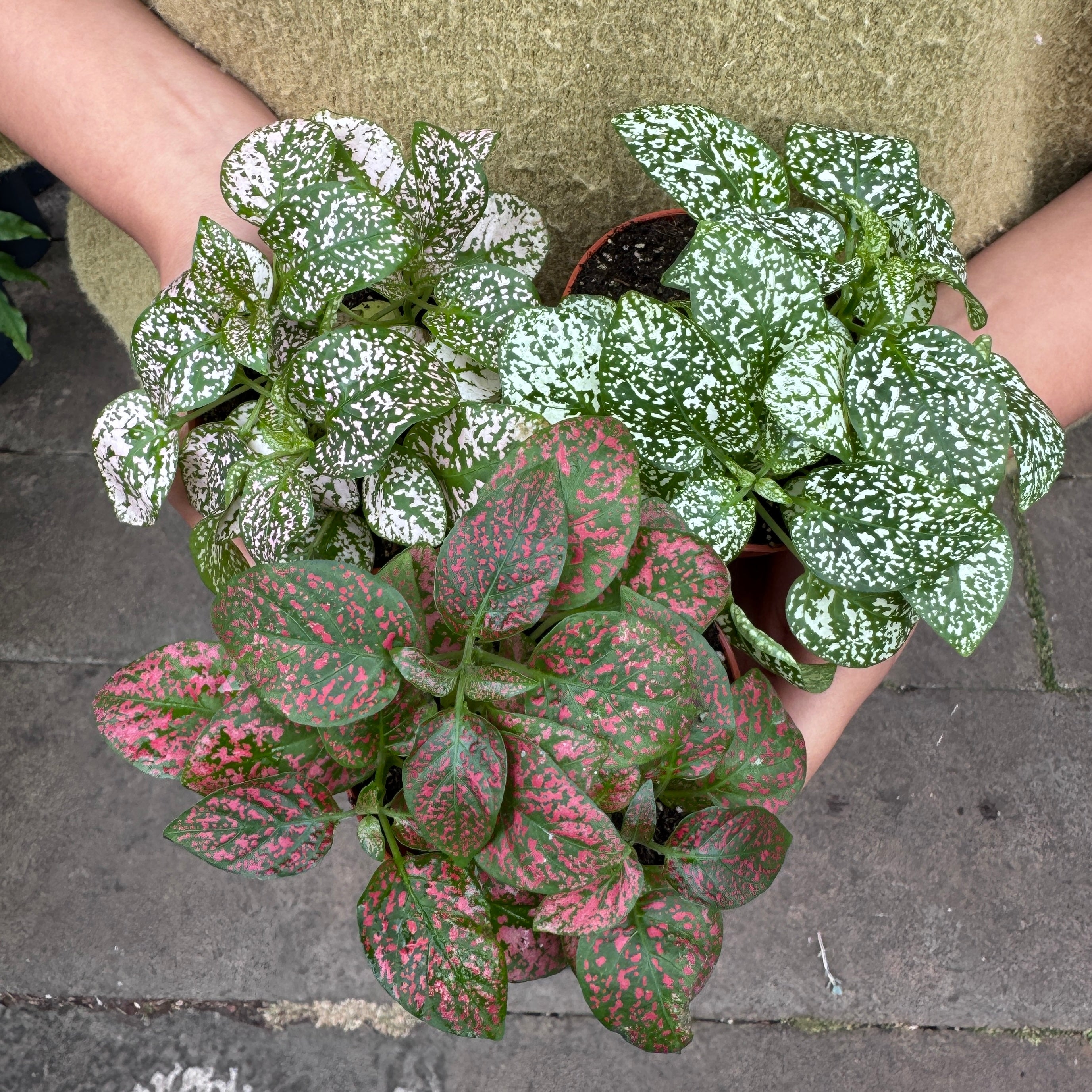 Hypoestes phyllostachya (Lucky Dip)