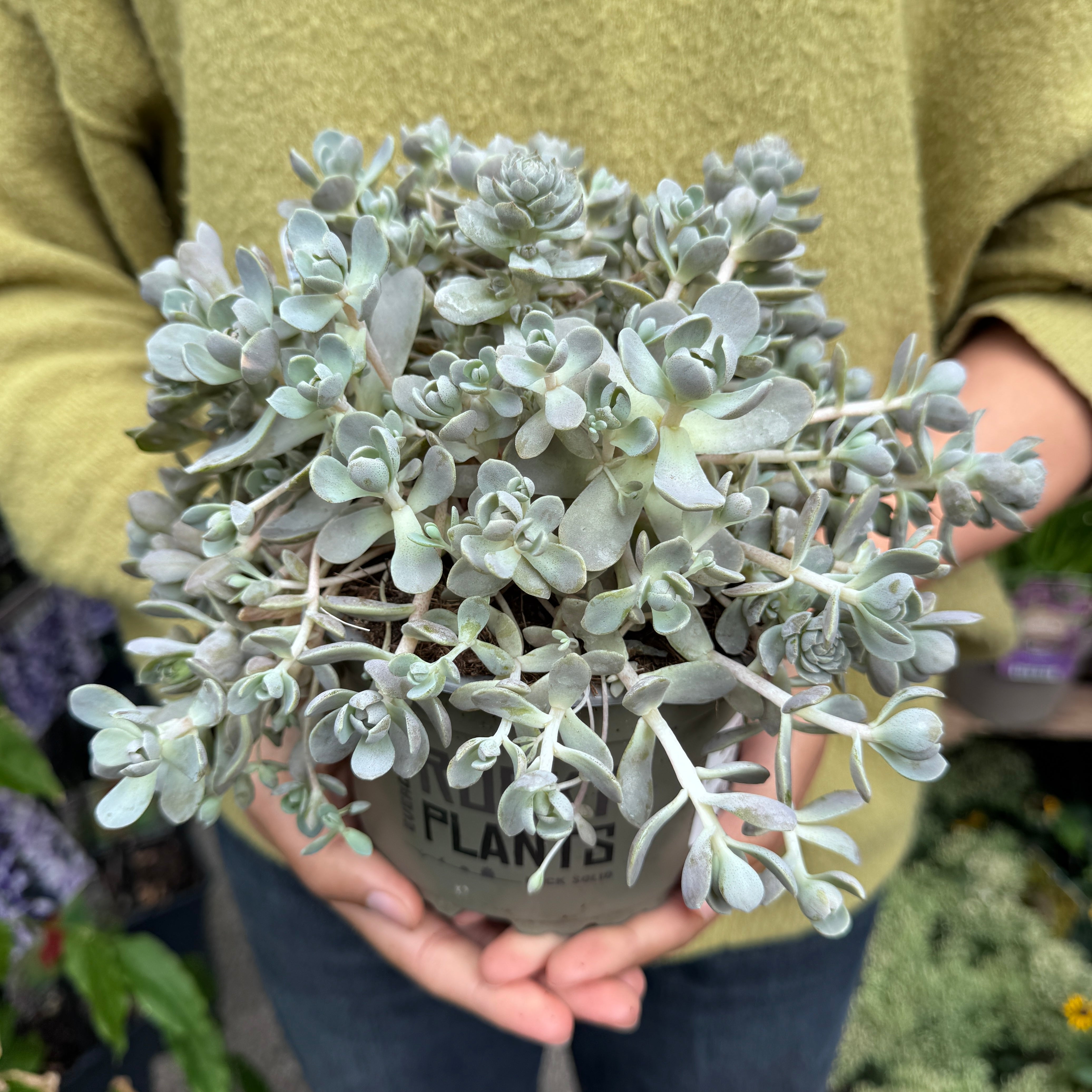 Orostachys iwarenge 'Chinese Hat'
