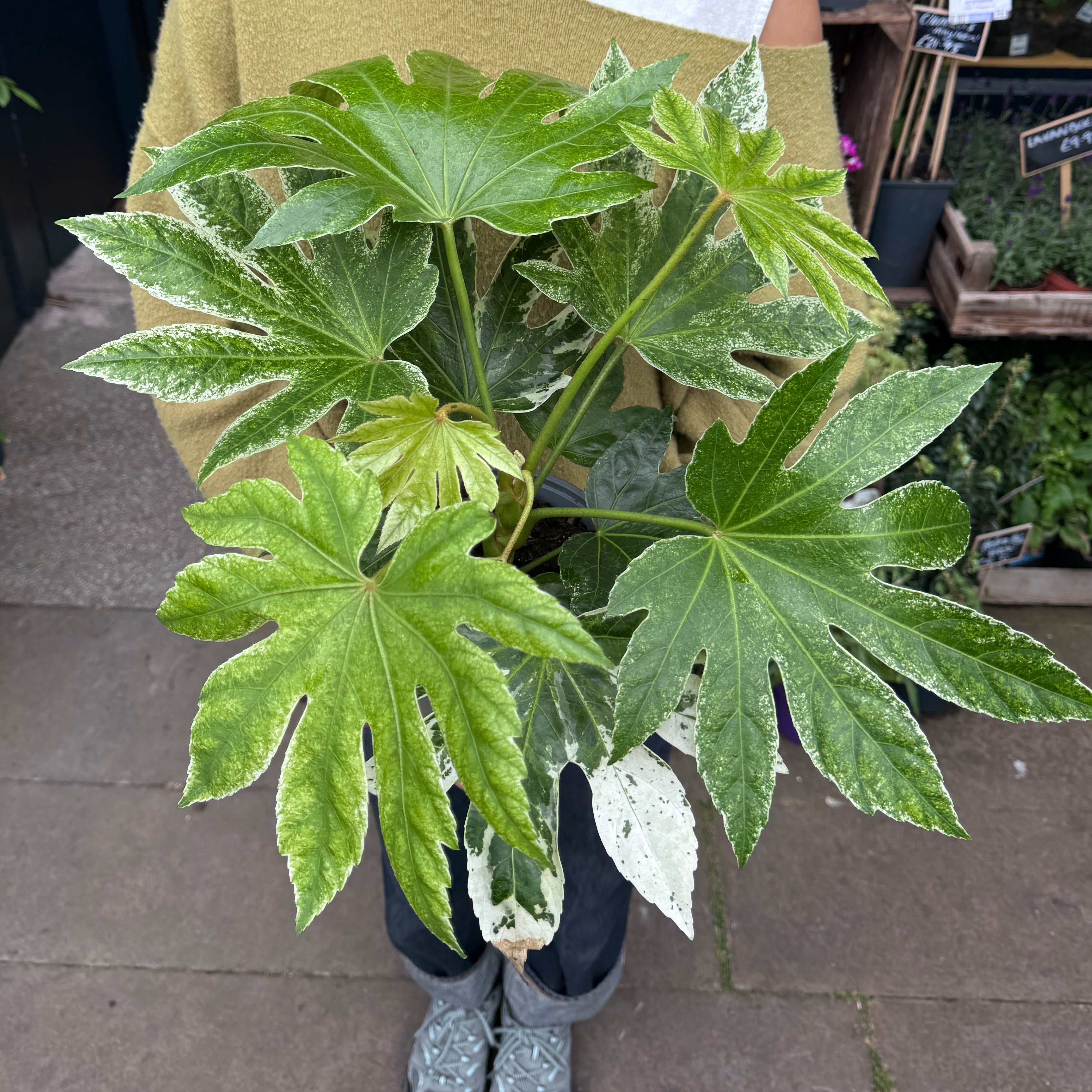 Fatsia japonica 'Spider's Web'