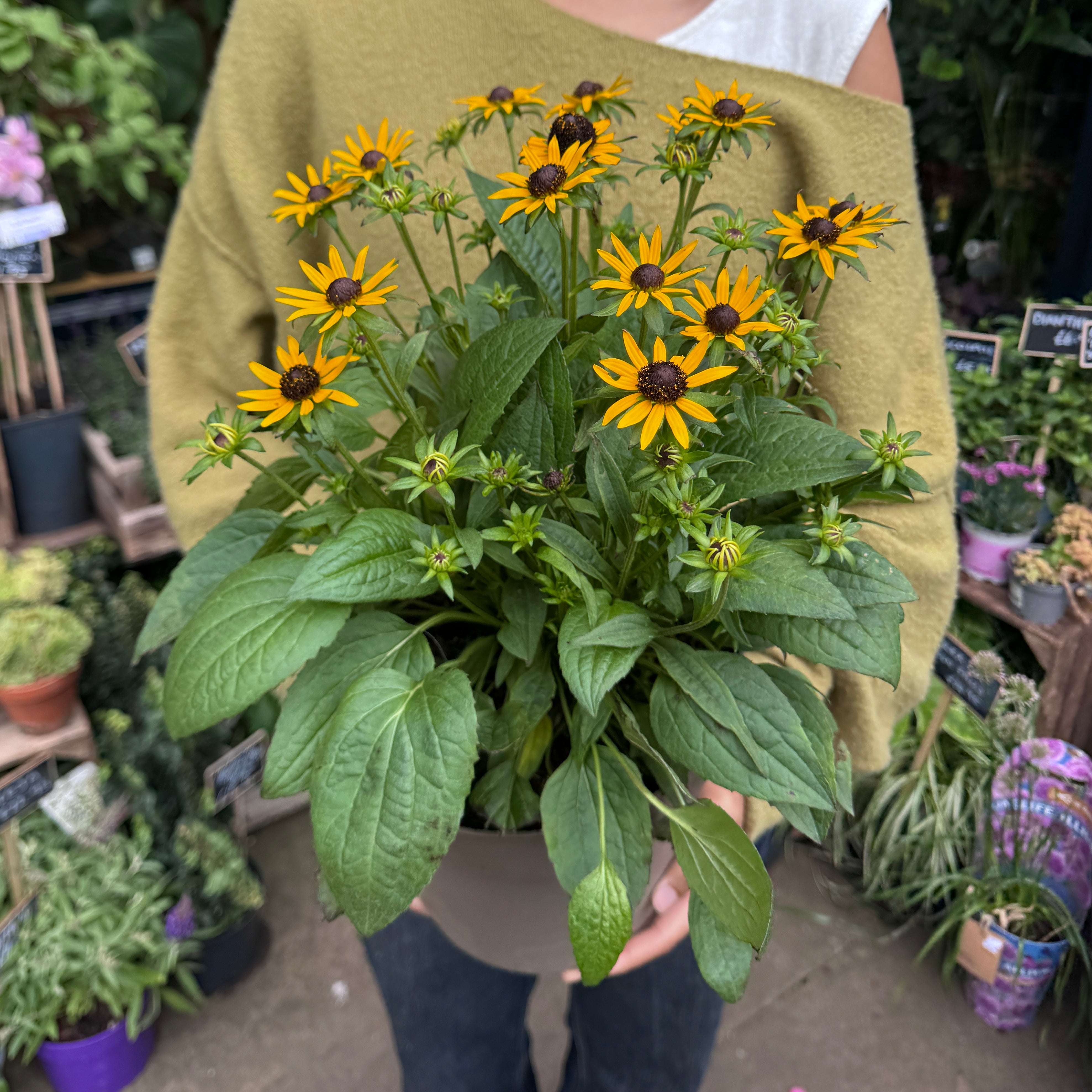 Rudbeckia 'Little Goldstar'