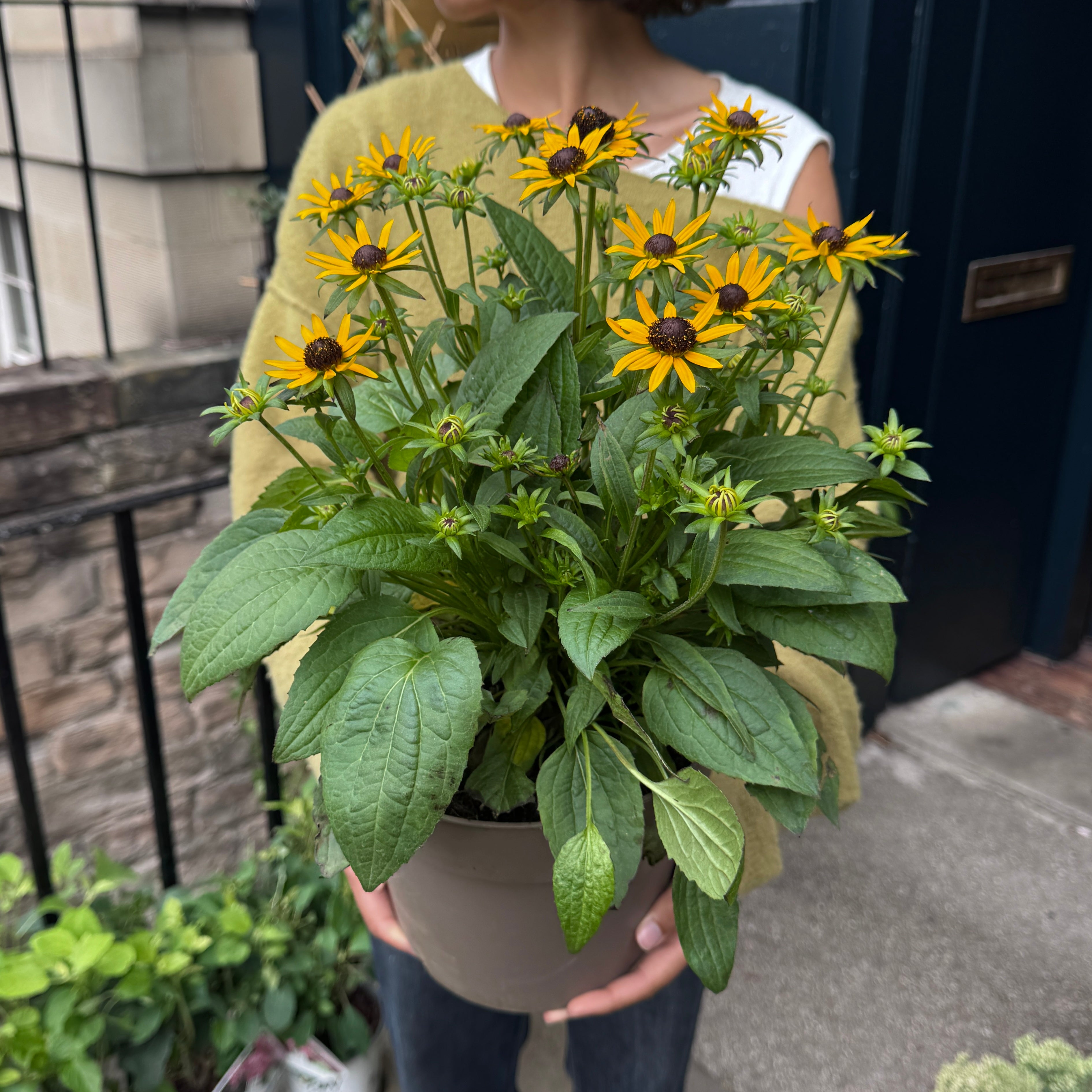 Rudbeckia 'Little Goldstar'