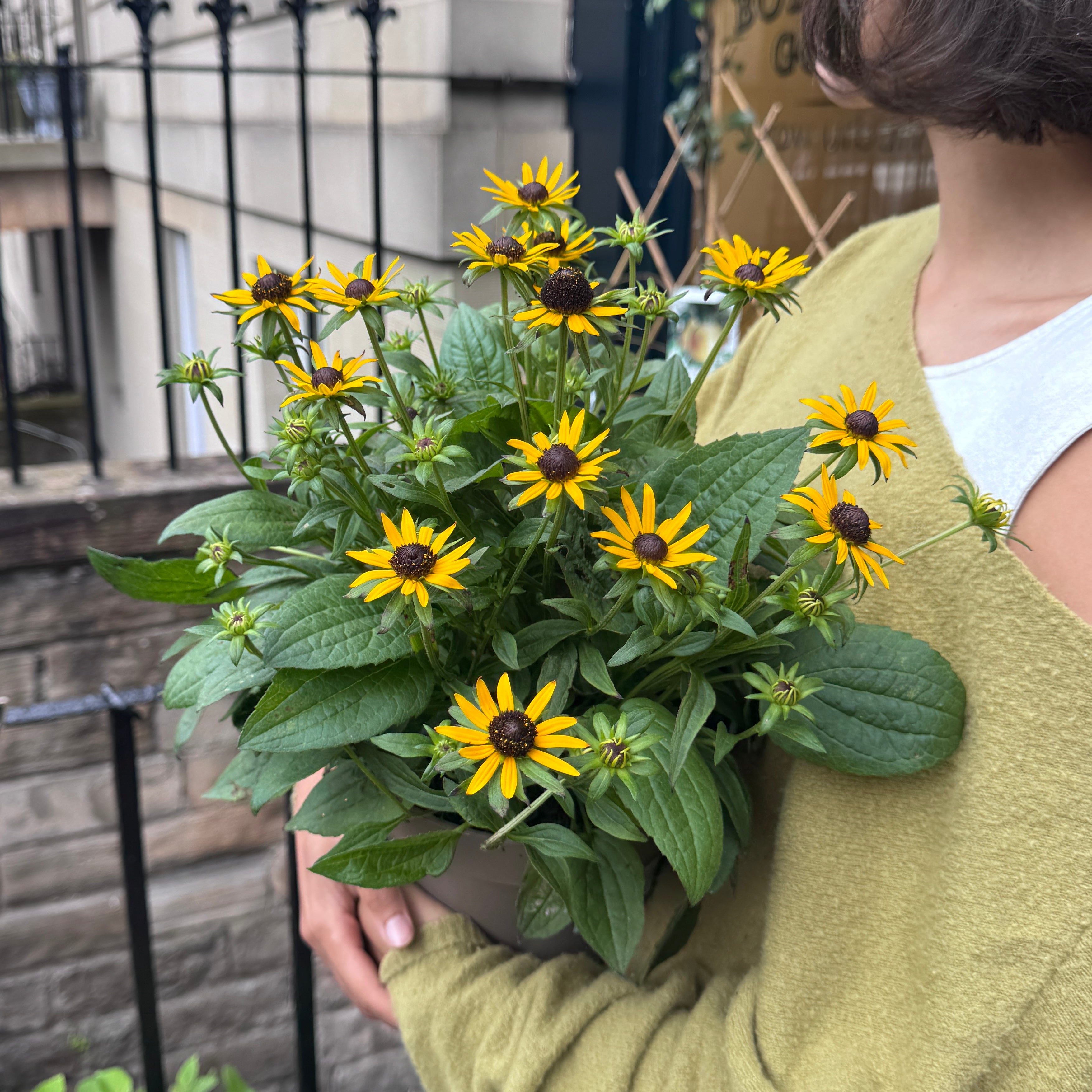 Rudbeckia 'Little Goldstar'