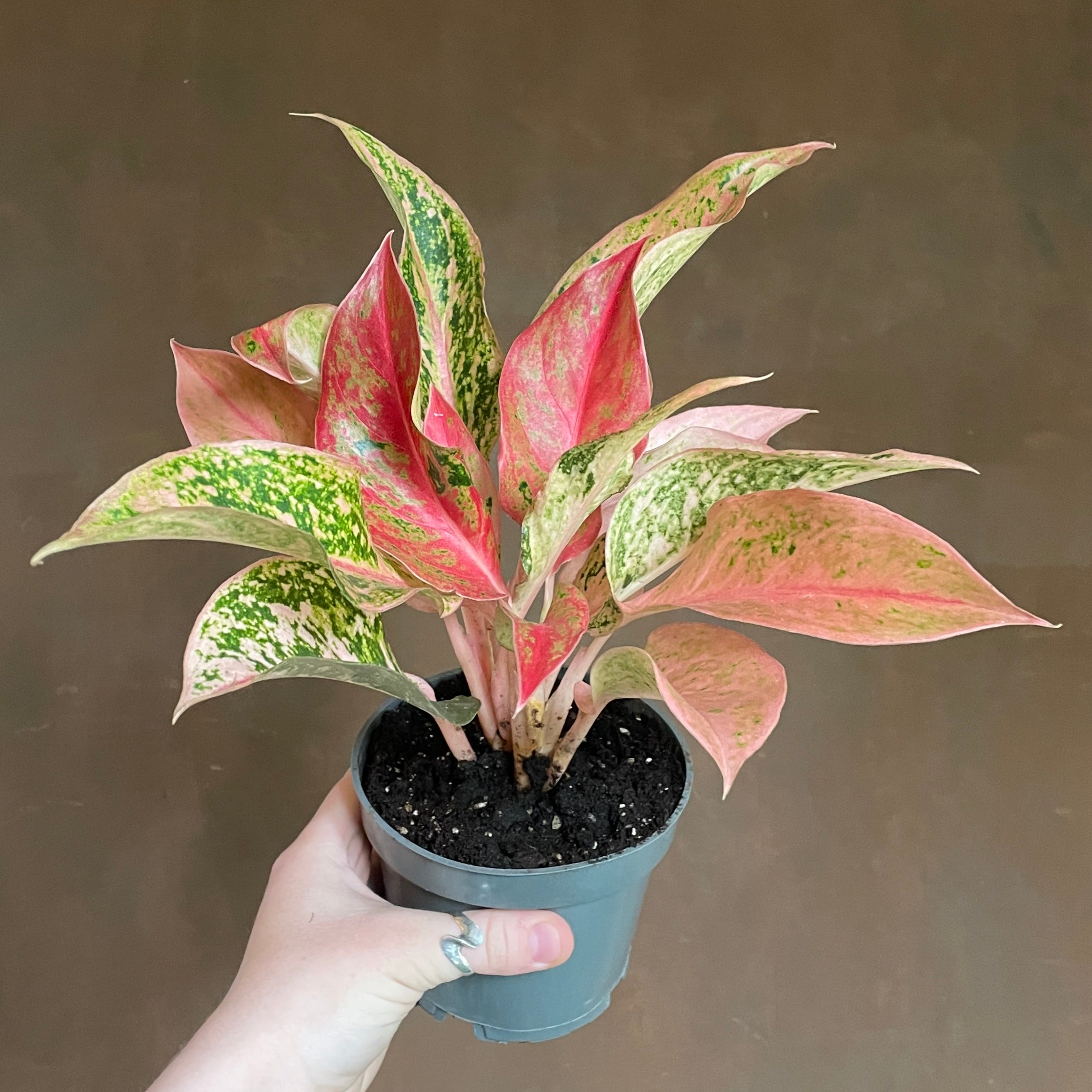 Aglaonema 'Prosperity'