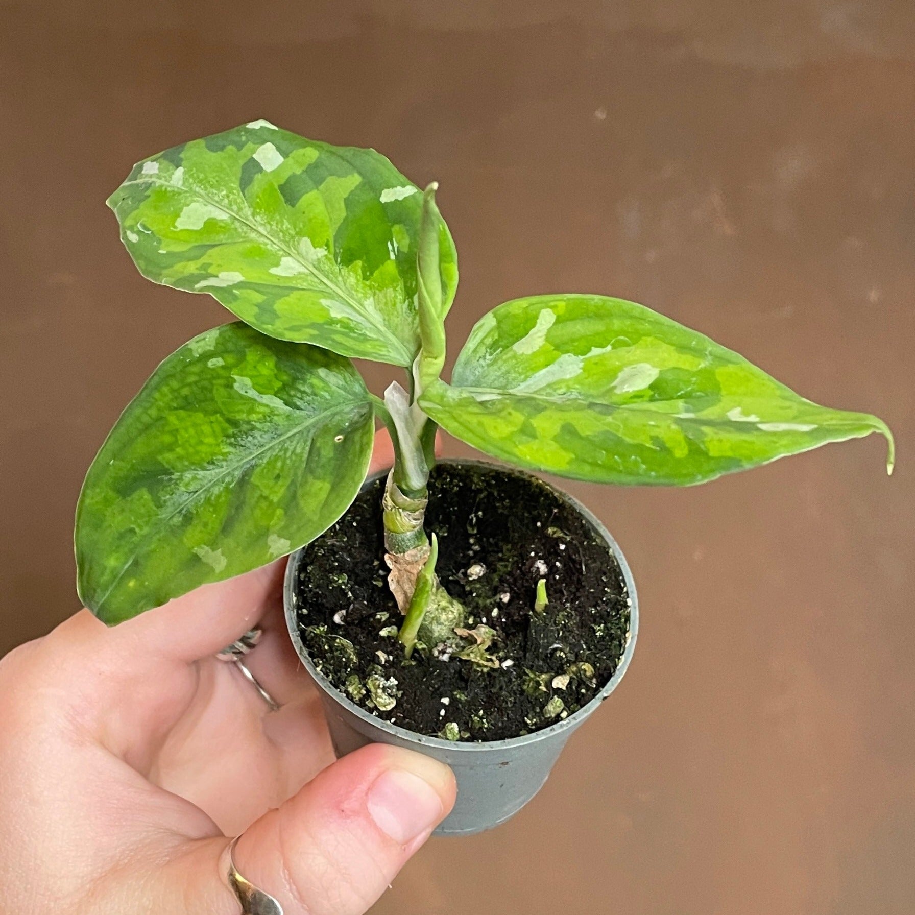 Aglaonema pictum 'Tricolour'