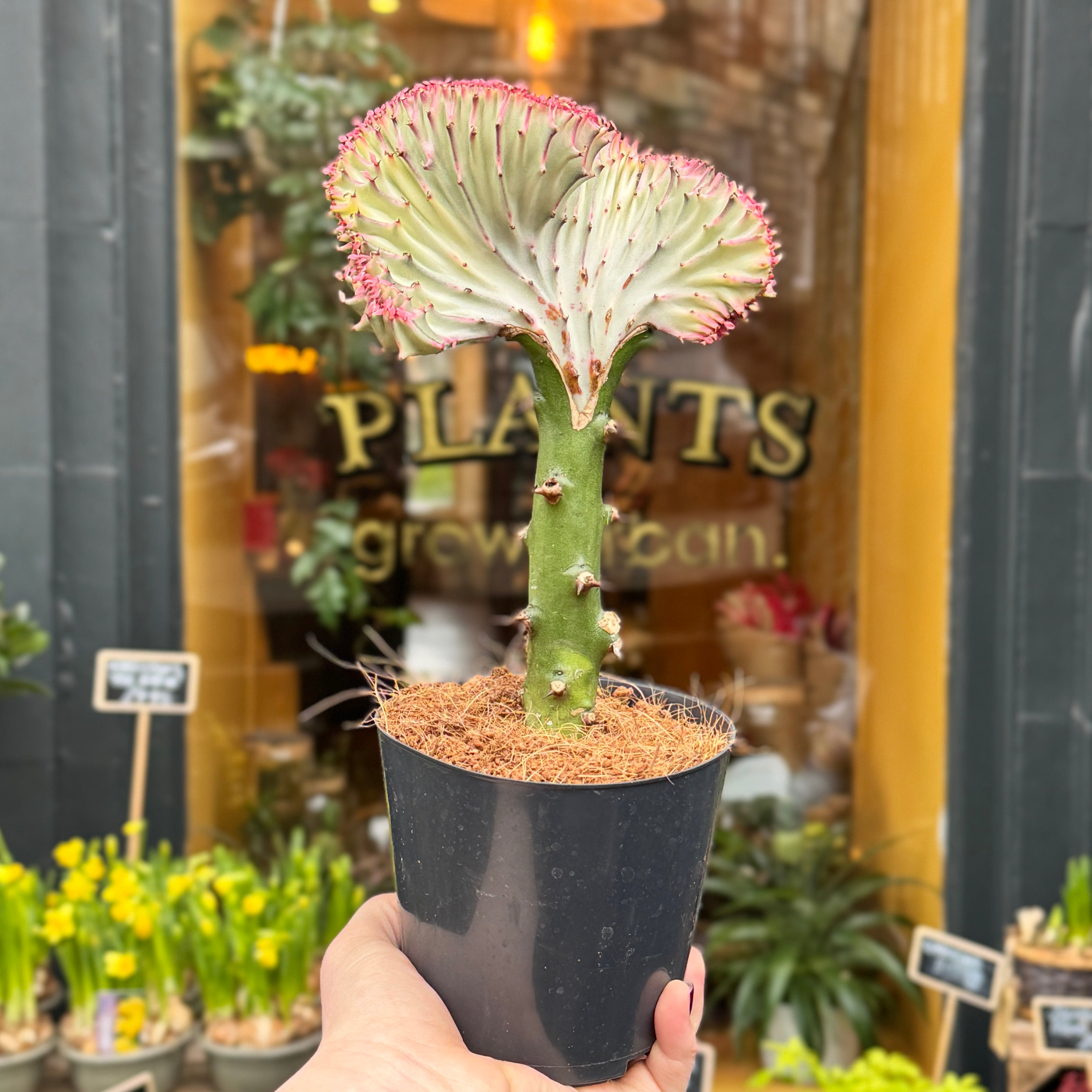 Euphorbia lactea ‘Cristata’