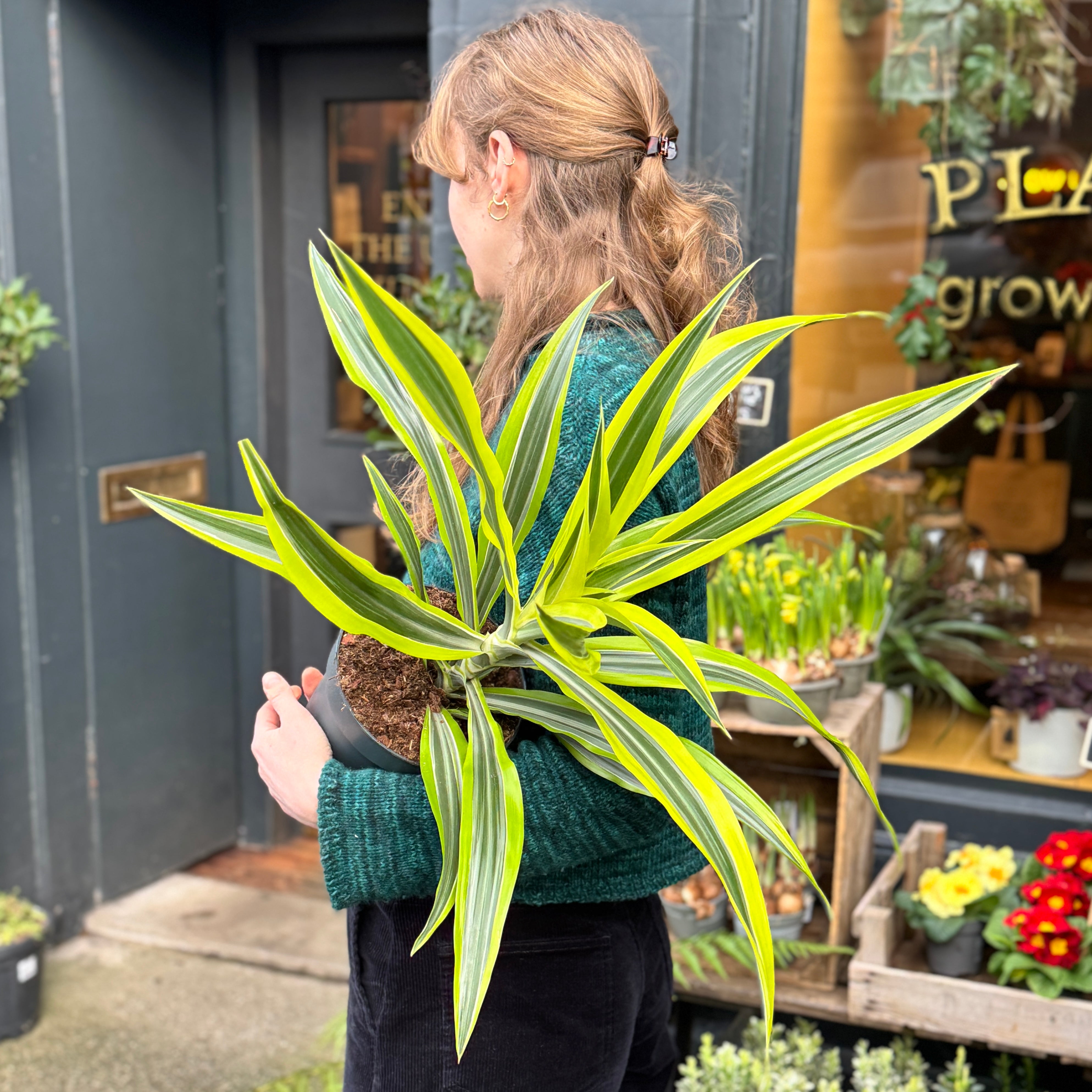 Dracaena ‘Lemon Lime’