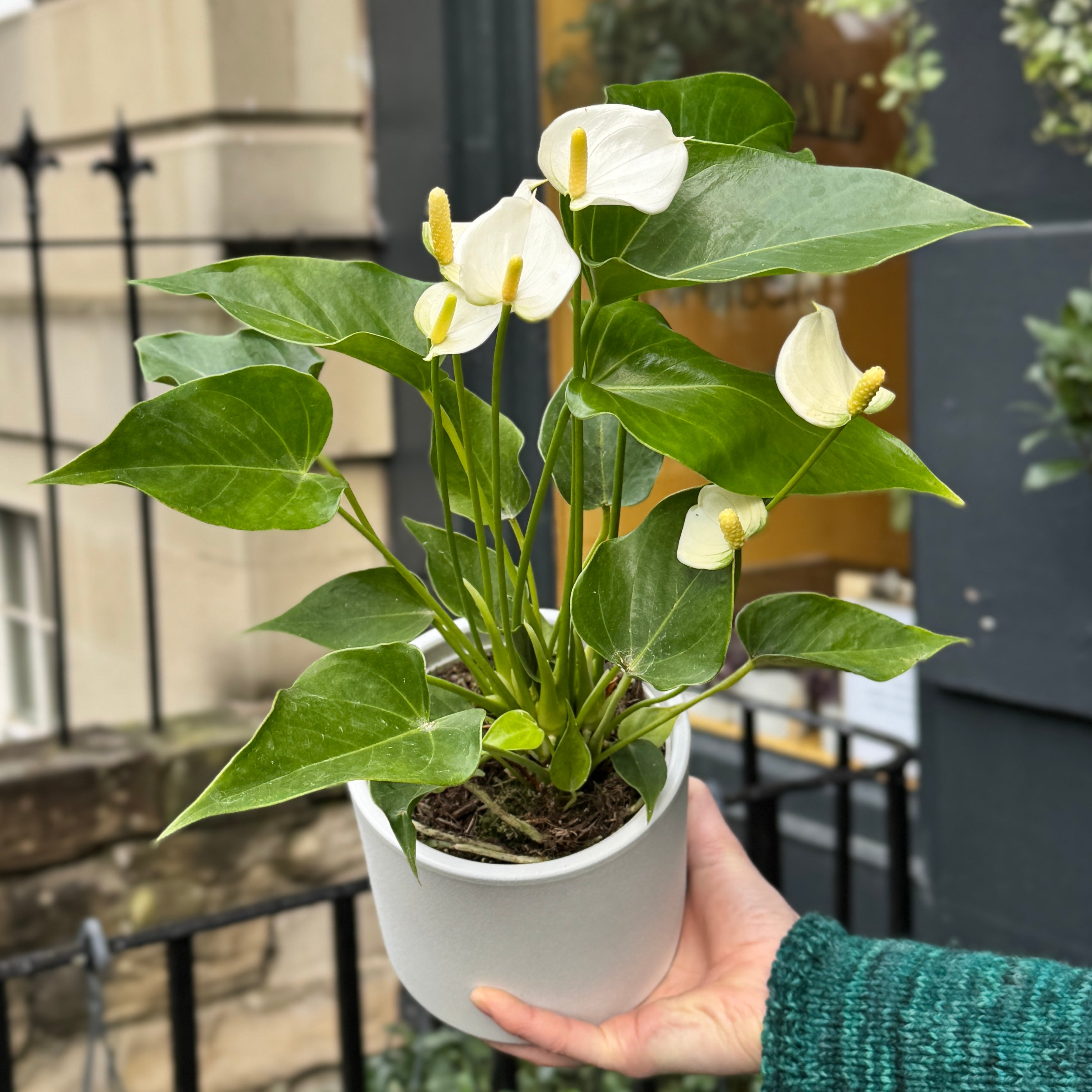Anthurium ‘Royal White Champion’