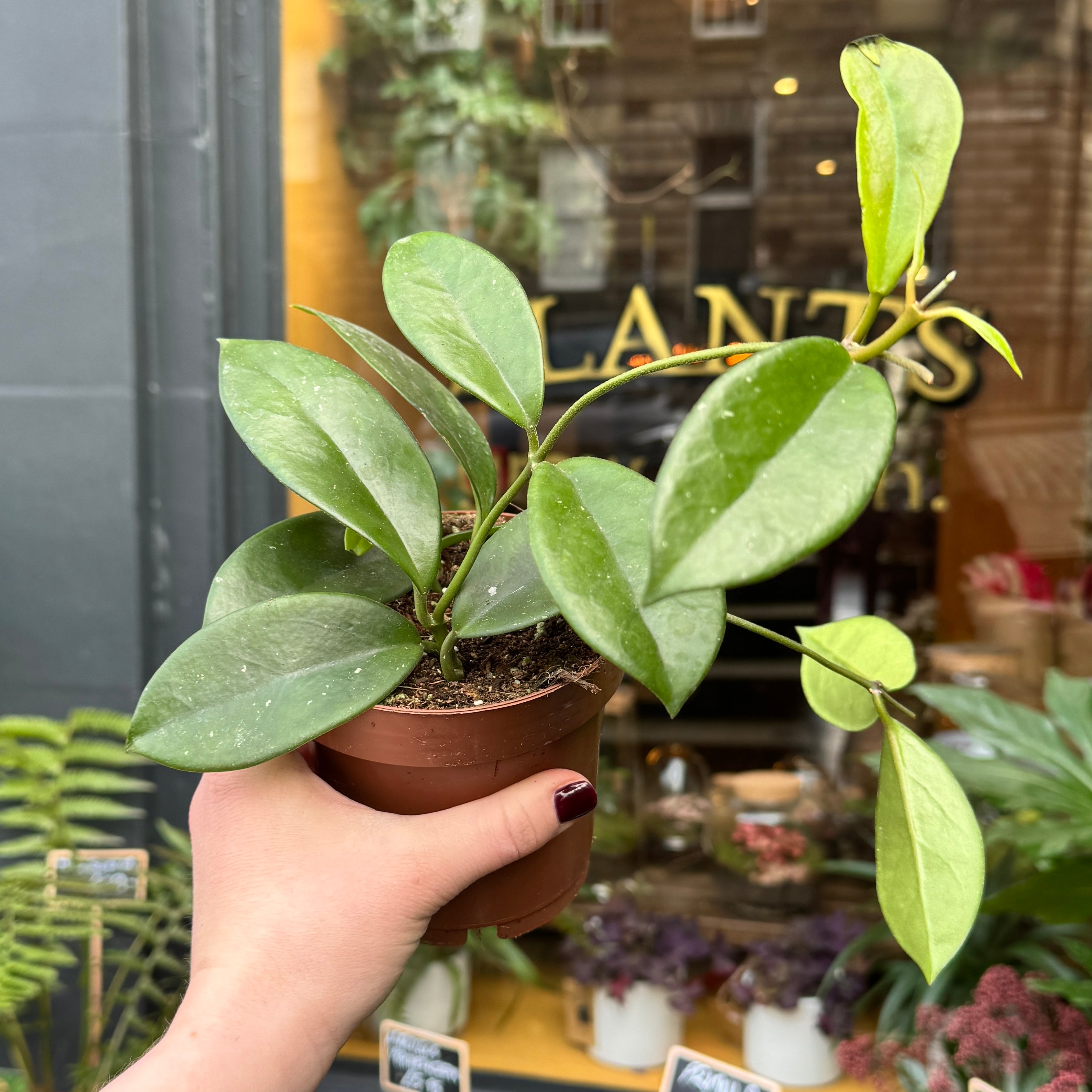 Hoya ‘Dee’s Big One’