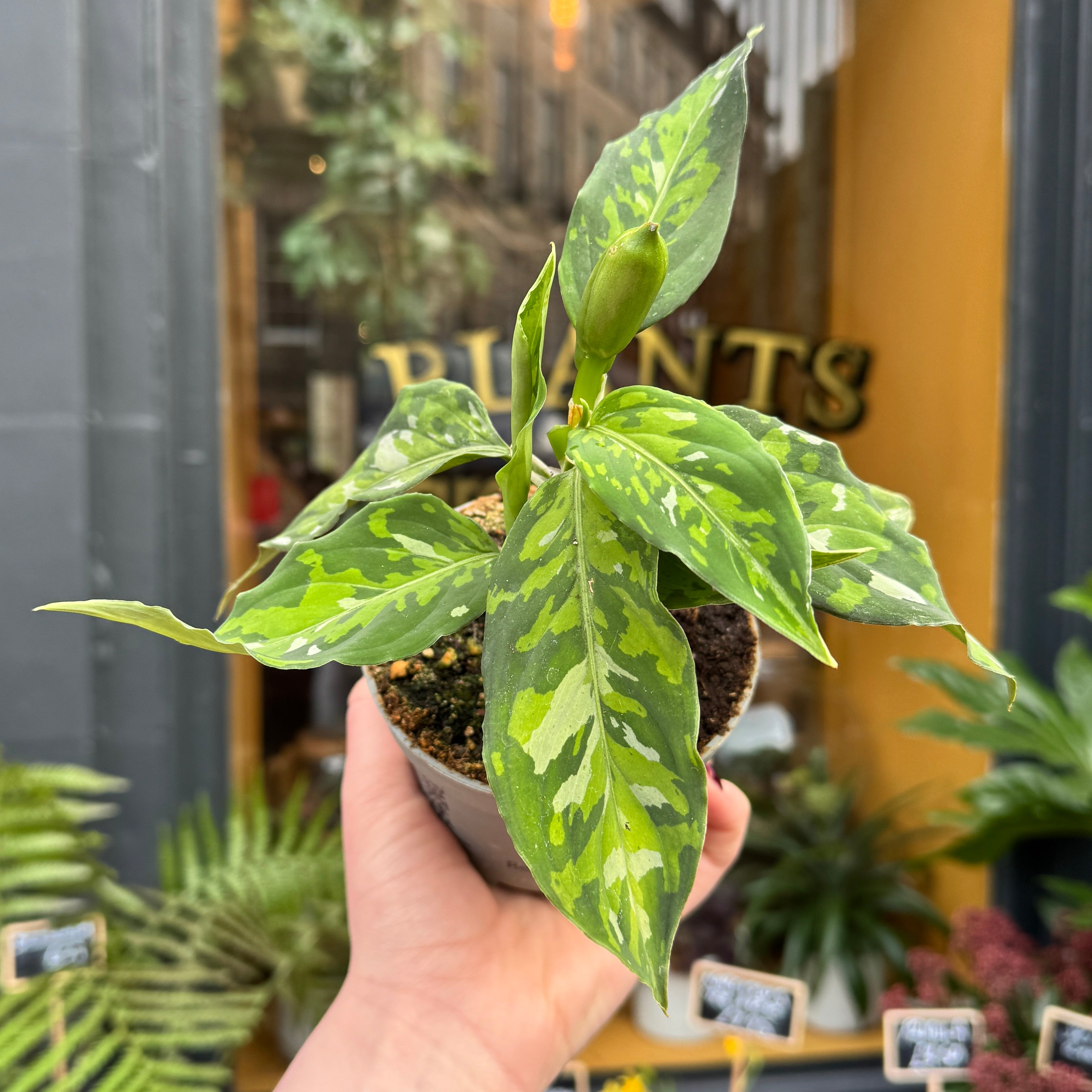 Aglaonema pictum 'Tricolour'