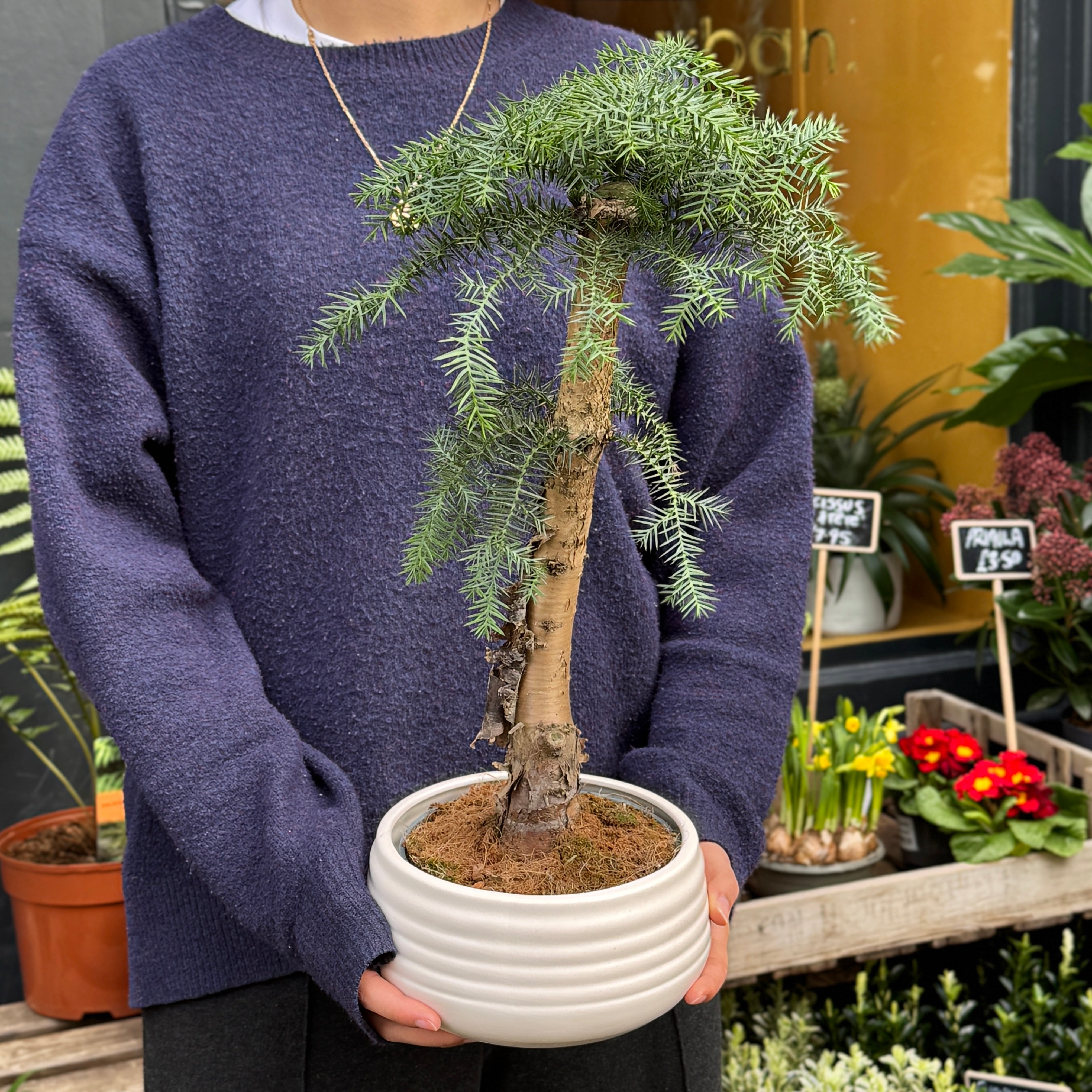 Bonsai-Style Araucaria Tree in Ripple Ceramic Pot