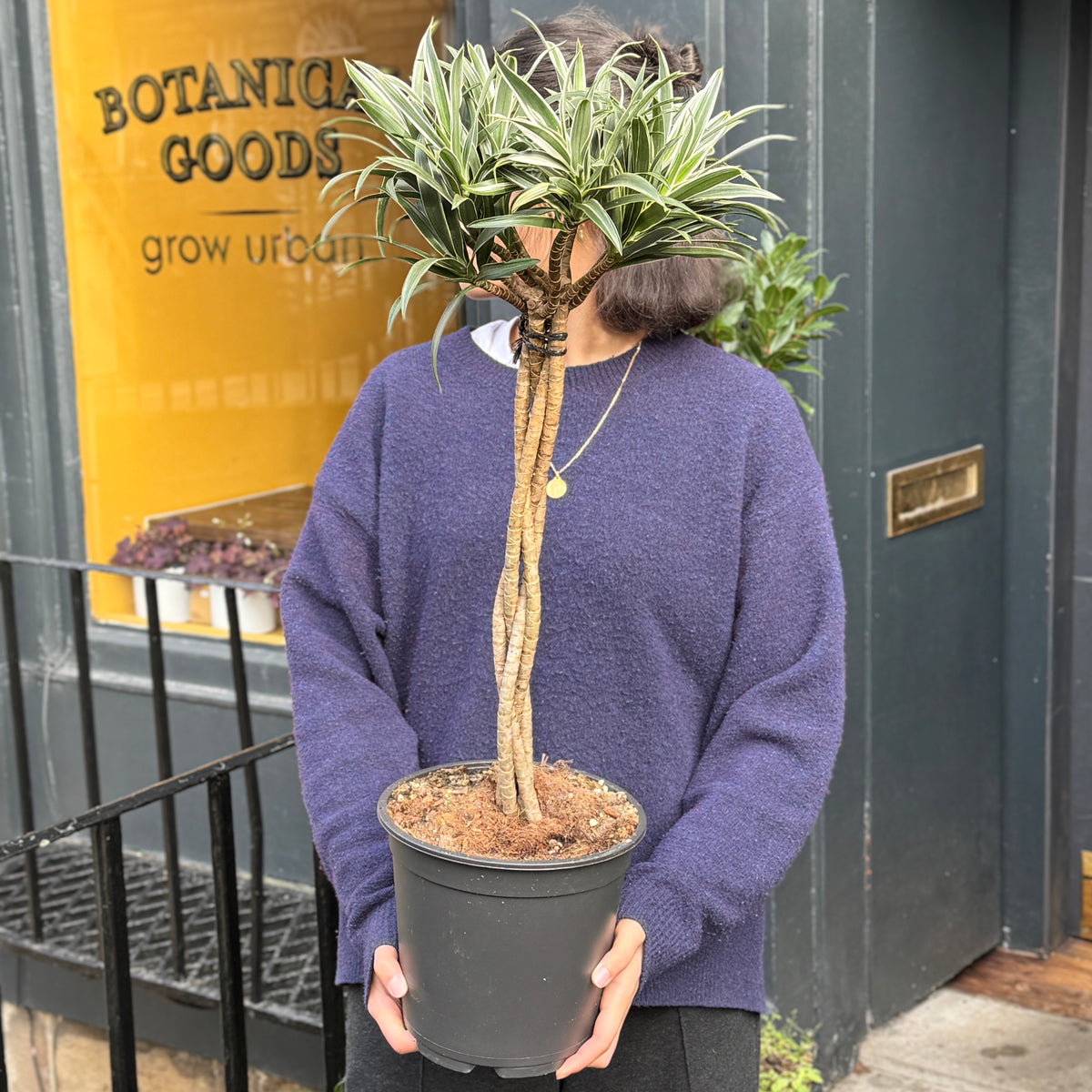 Reflexa Character Tree Dracaena reflexa ‘Valentina’ Braided Standard Tree | grow urban.