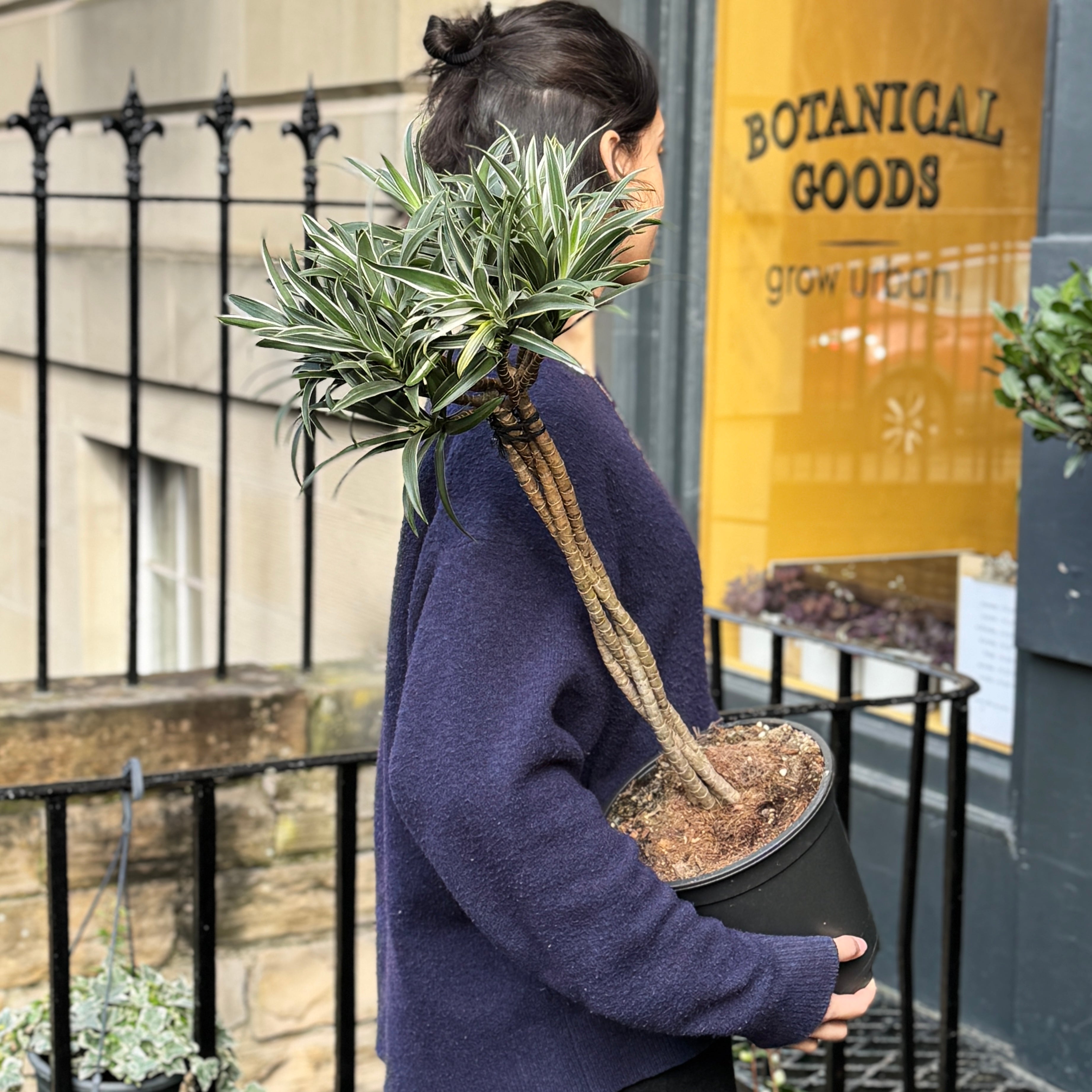 Dracaena reflexa ‘Valentina’ – Braided Standard Tree