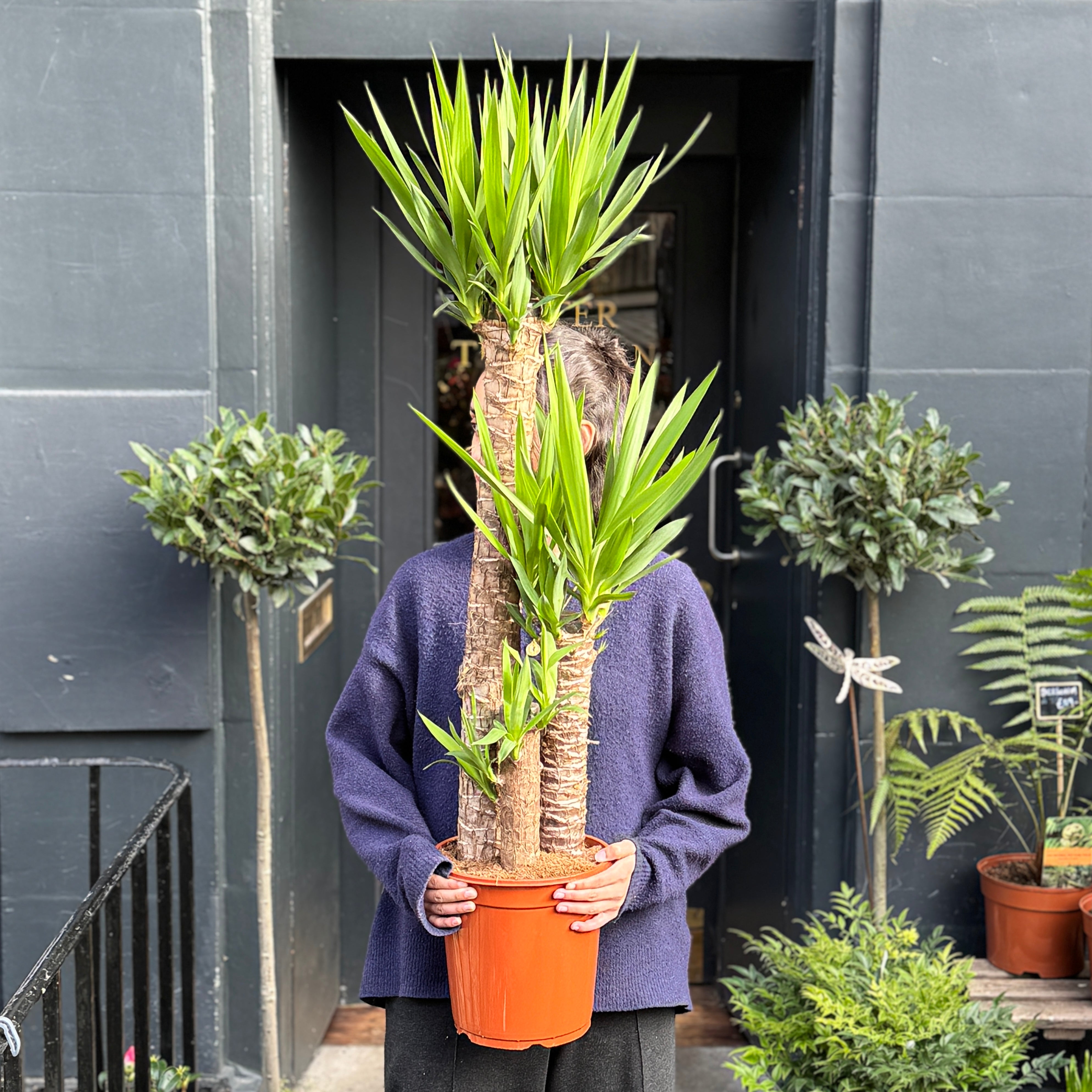 Yucca elephantipes (120cm)