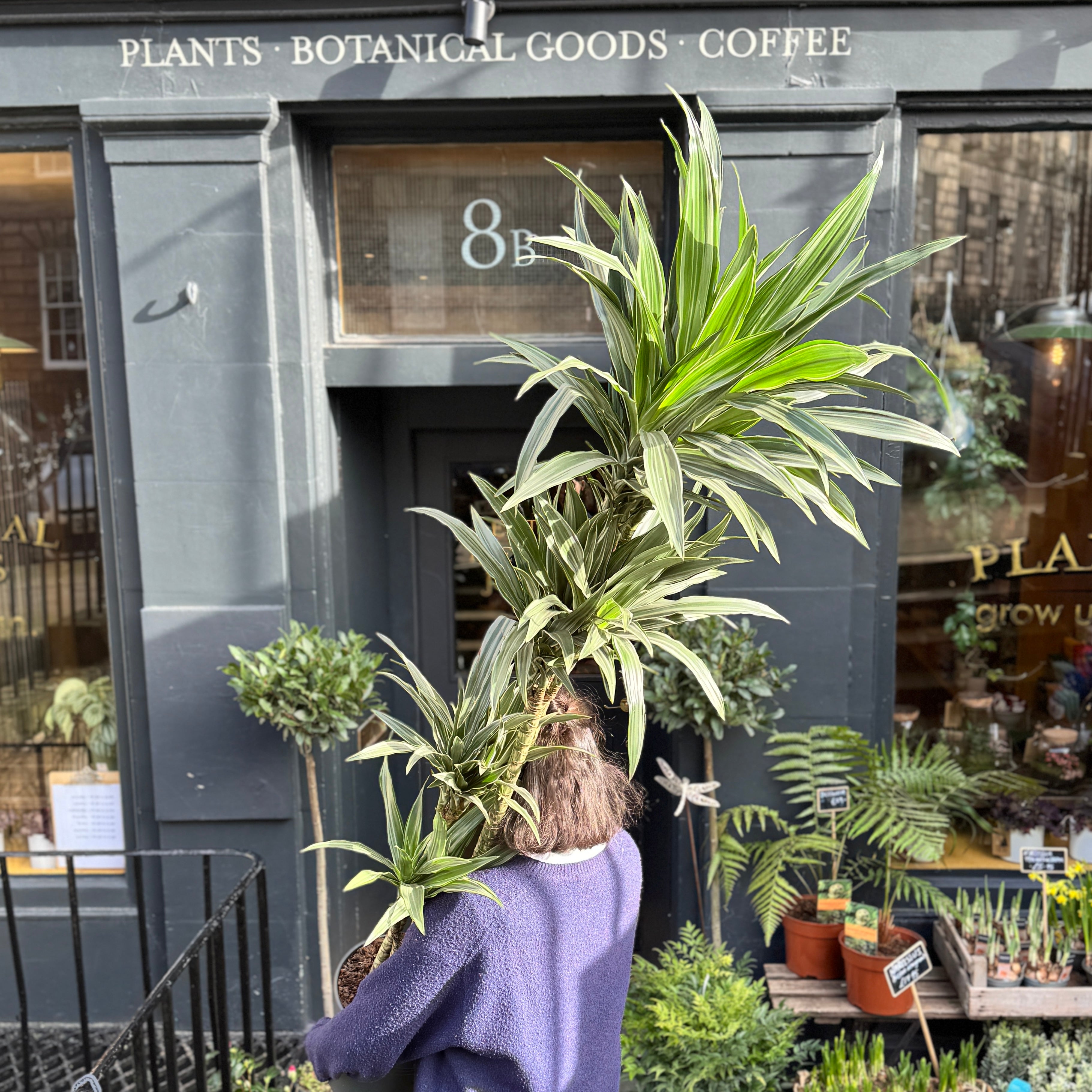 Dracaena 'Warneckii' (180cm)